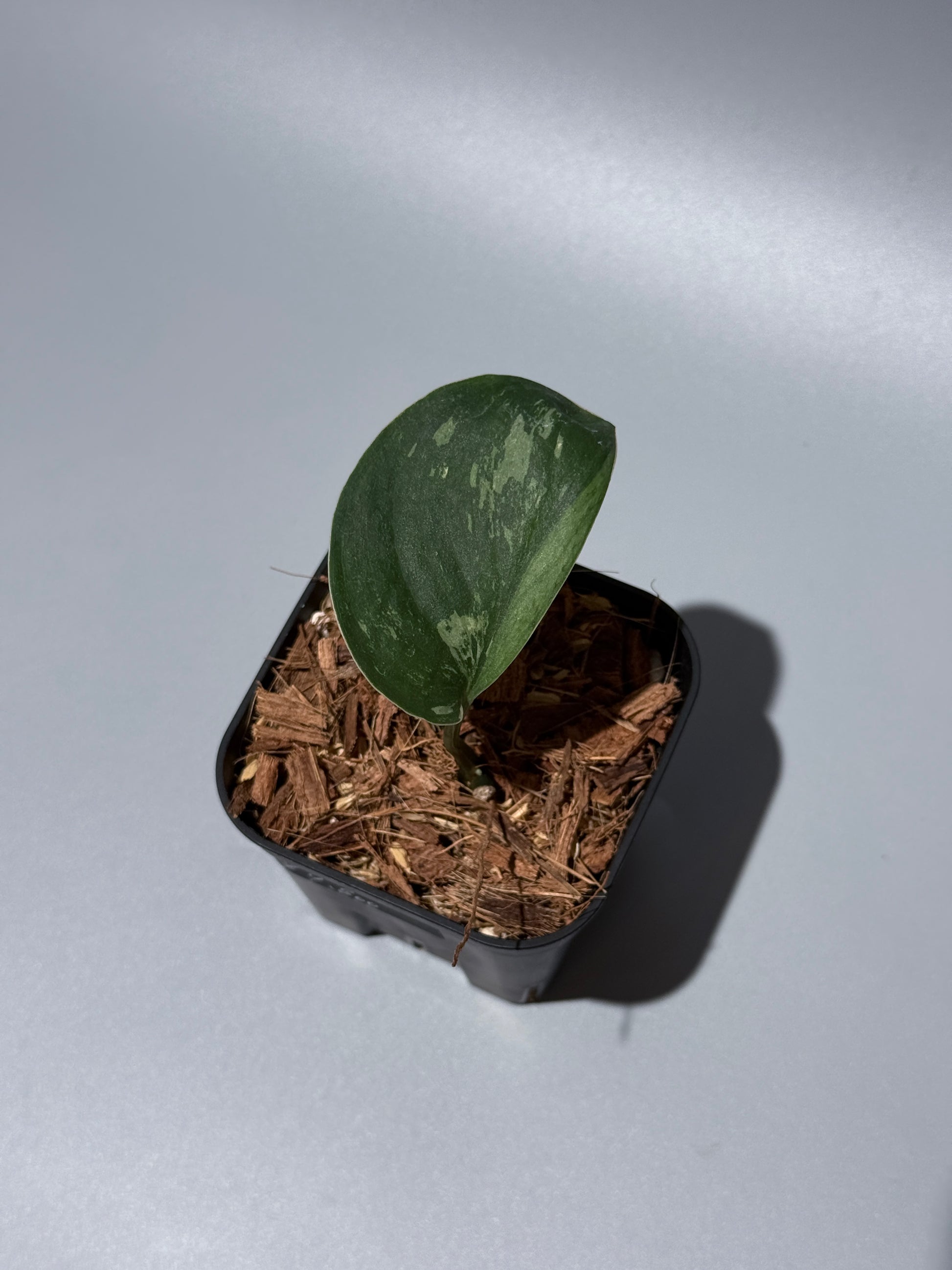 スキンダプサス シルバースプラッシュ ミューテーション/ Scindapsus Silver splash mutation  (2)