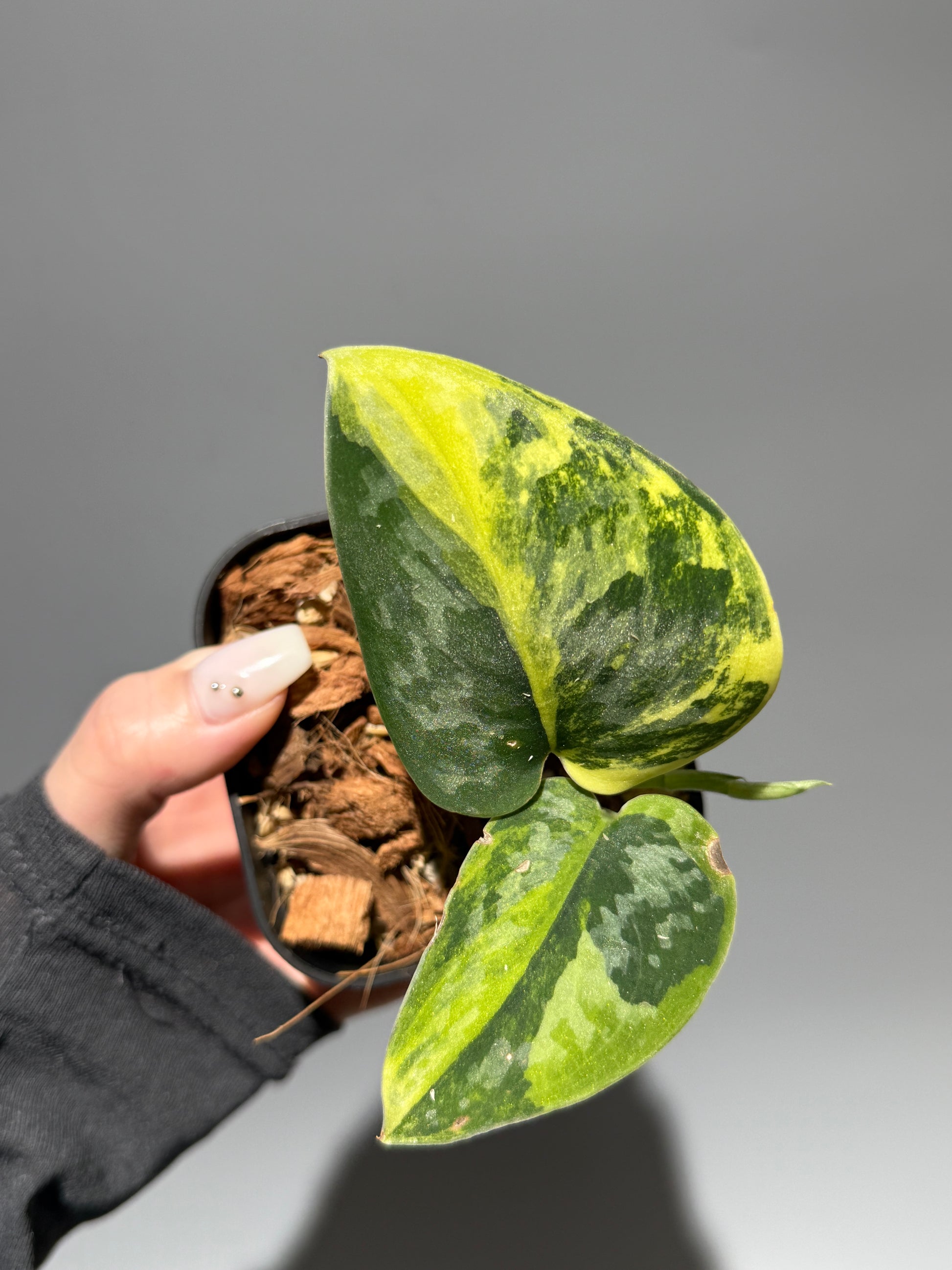 スキンダプサス グリーン ダイヤモンド / Scindapsus Green diamond (2)