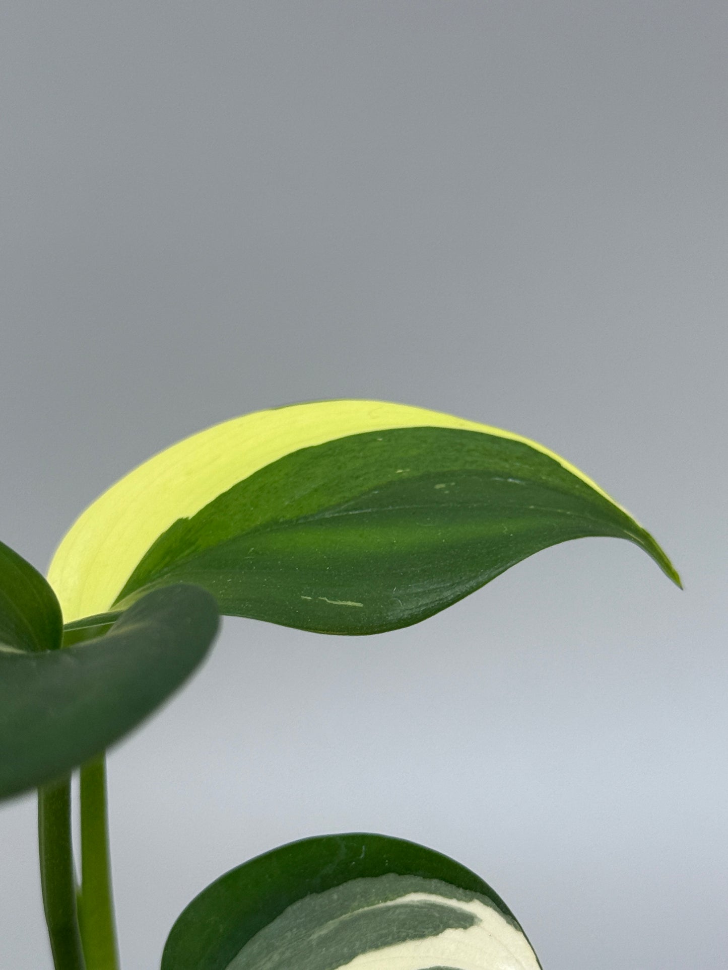 スキンダプサス ブルーアルボ  / Scindapsus Blue albo (3)