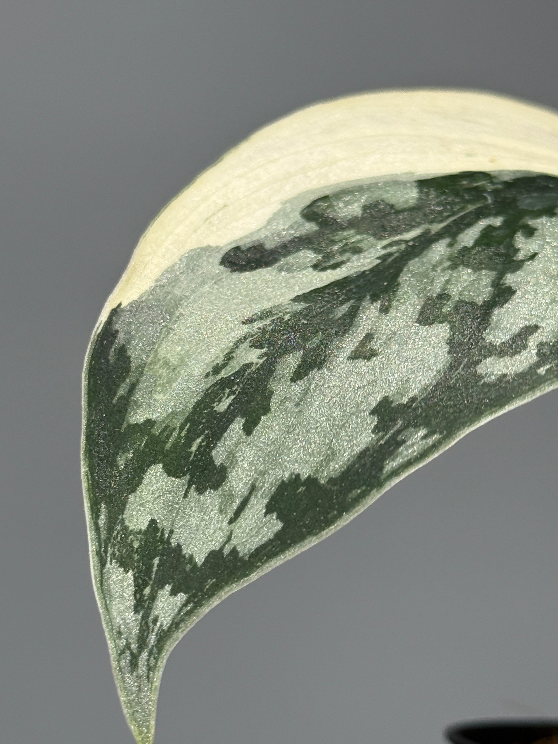 スキンダプサス マリポーサ / Scindapsus Mariposa (2)