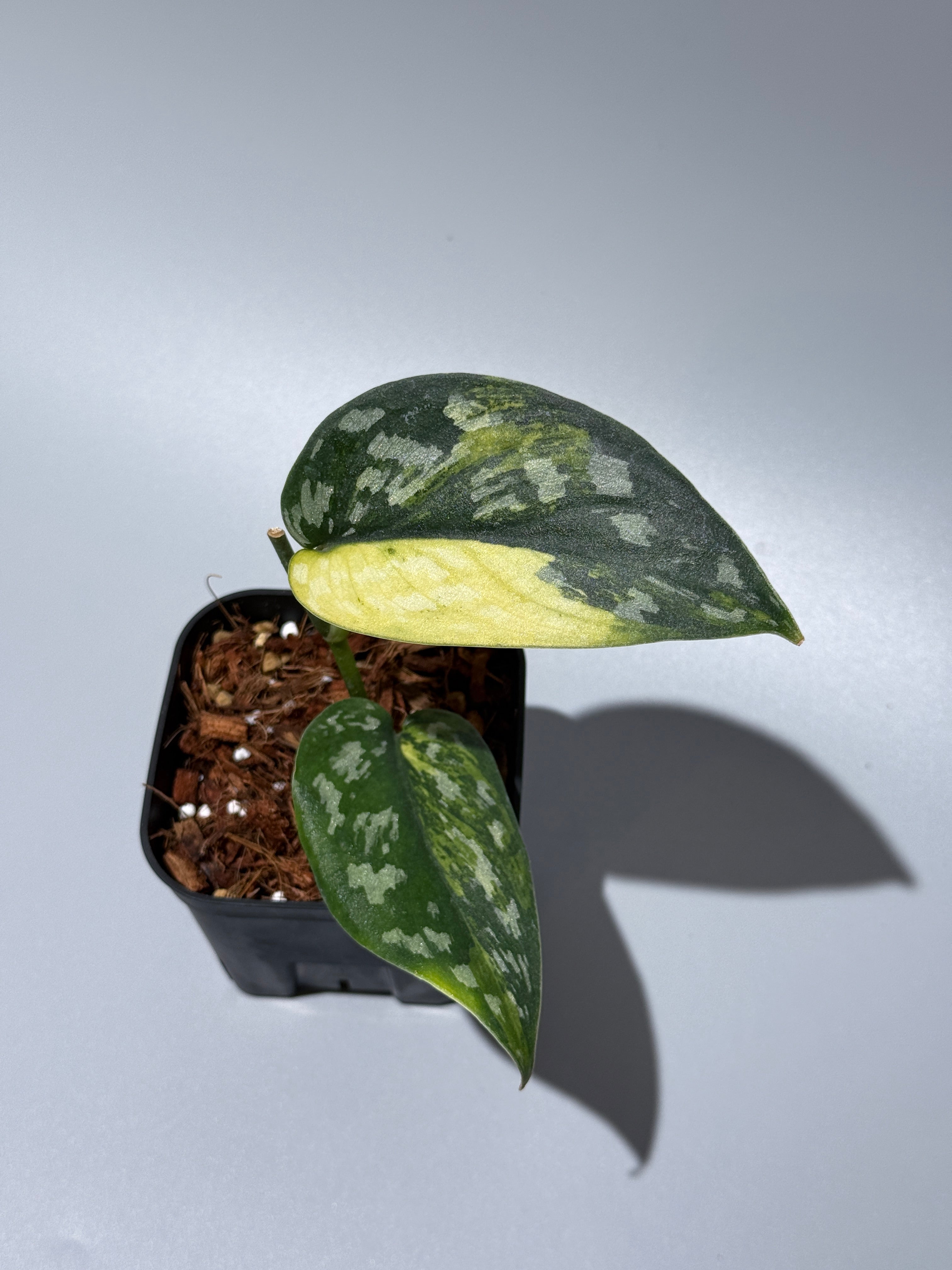 All Plants – Nakayama-Plants