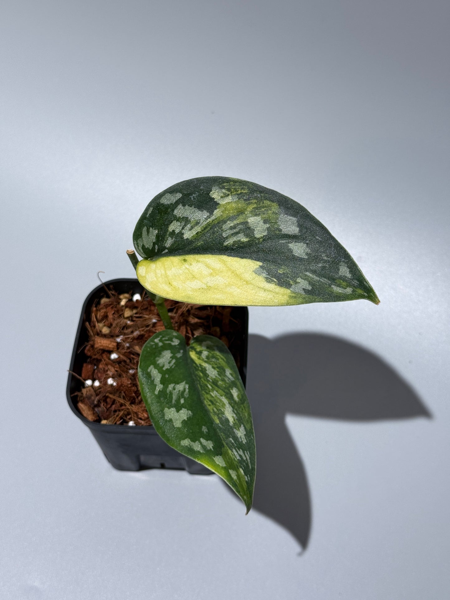 スキンダプサス マラフヨ / Scindapsus Marahuyo (1)