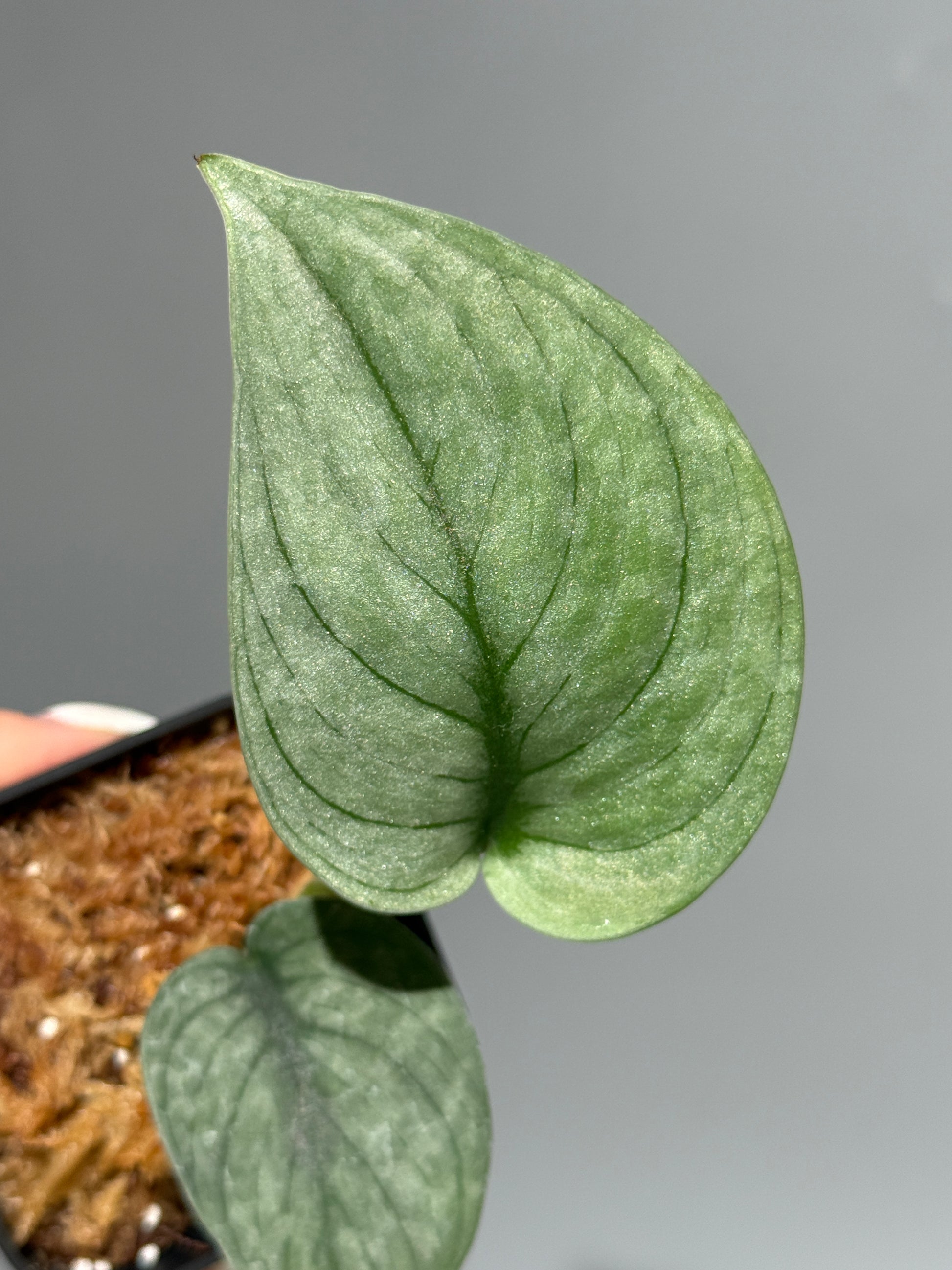 スキンダプサス グリーンベイン / Scindapsus Green vein (2)