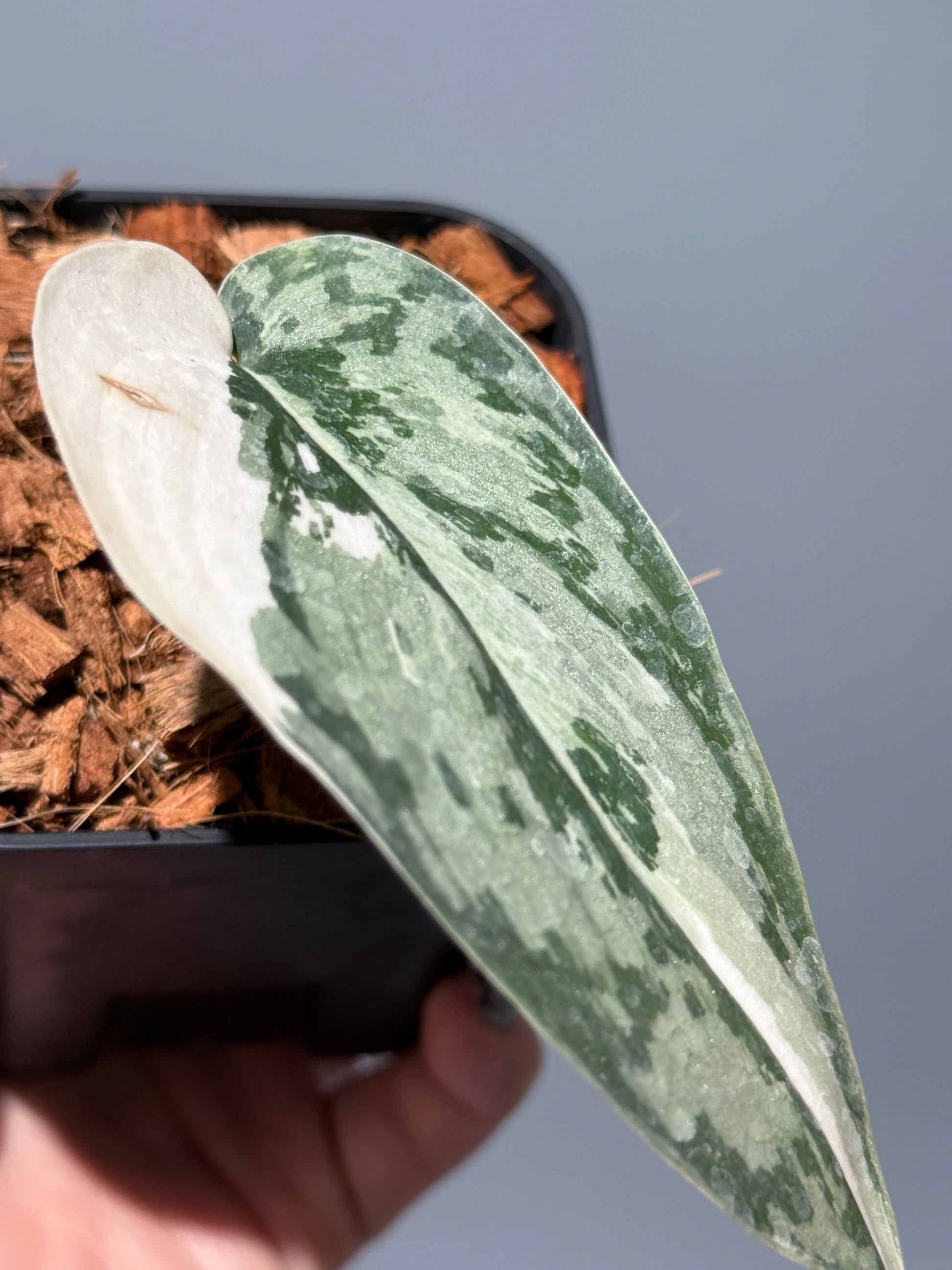 スキンダプサス マリポーサ / Scindapsus Mariposa(1)