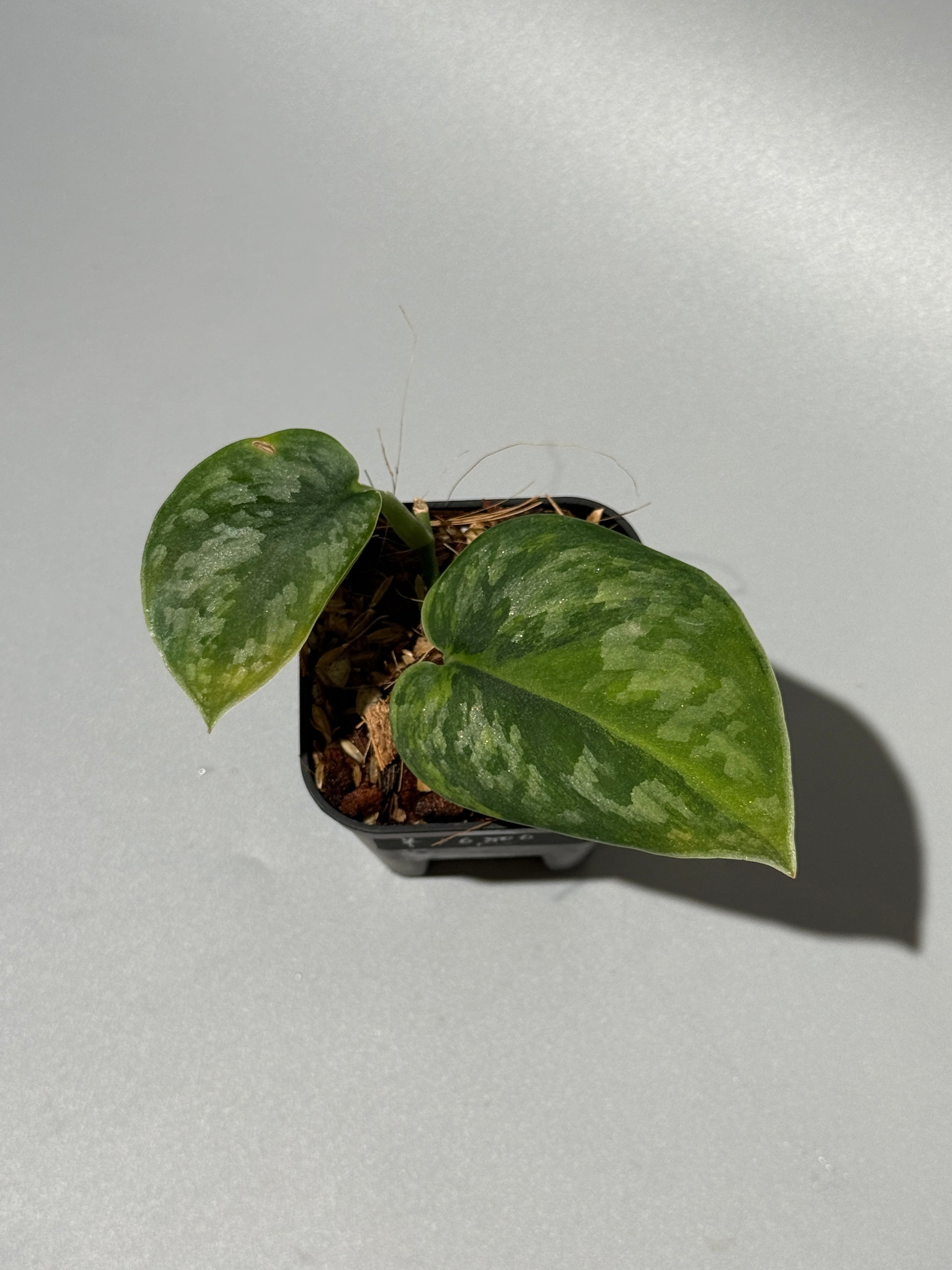 スキンダプサス グリーン エキゾチカ グリーオングリーン Sp.カプアス / Scindapsus Exotica GOG Sp.Kapuas (1)