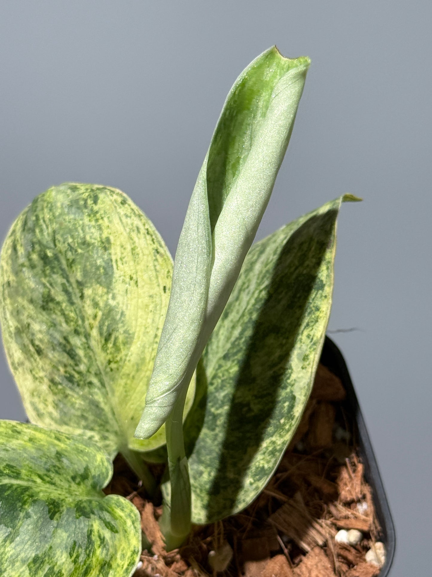 スキンダプサス テンバガ  / Scindapsus Tembaga (1)