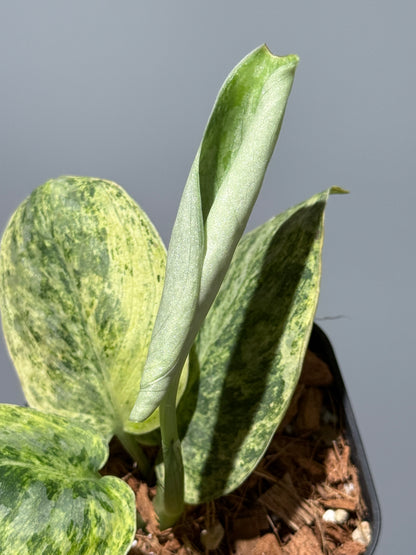 スキンダプサス テンバガ  / Scindapsus Tembaga (1)