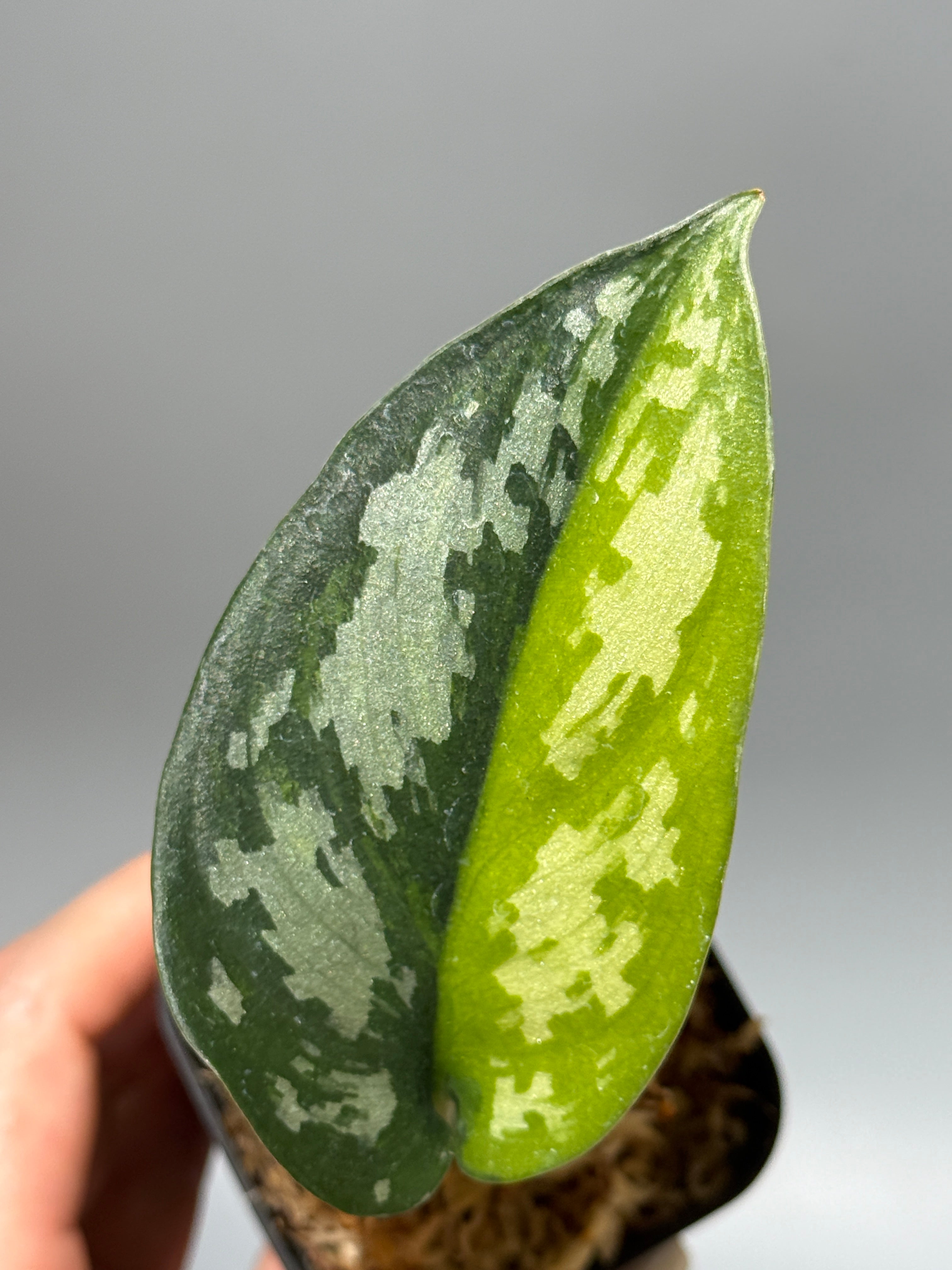All Plants – Nakayama-Plants