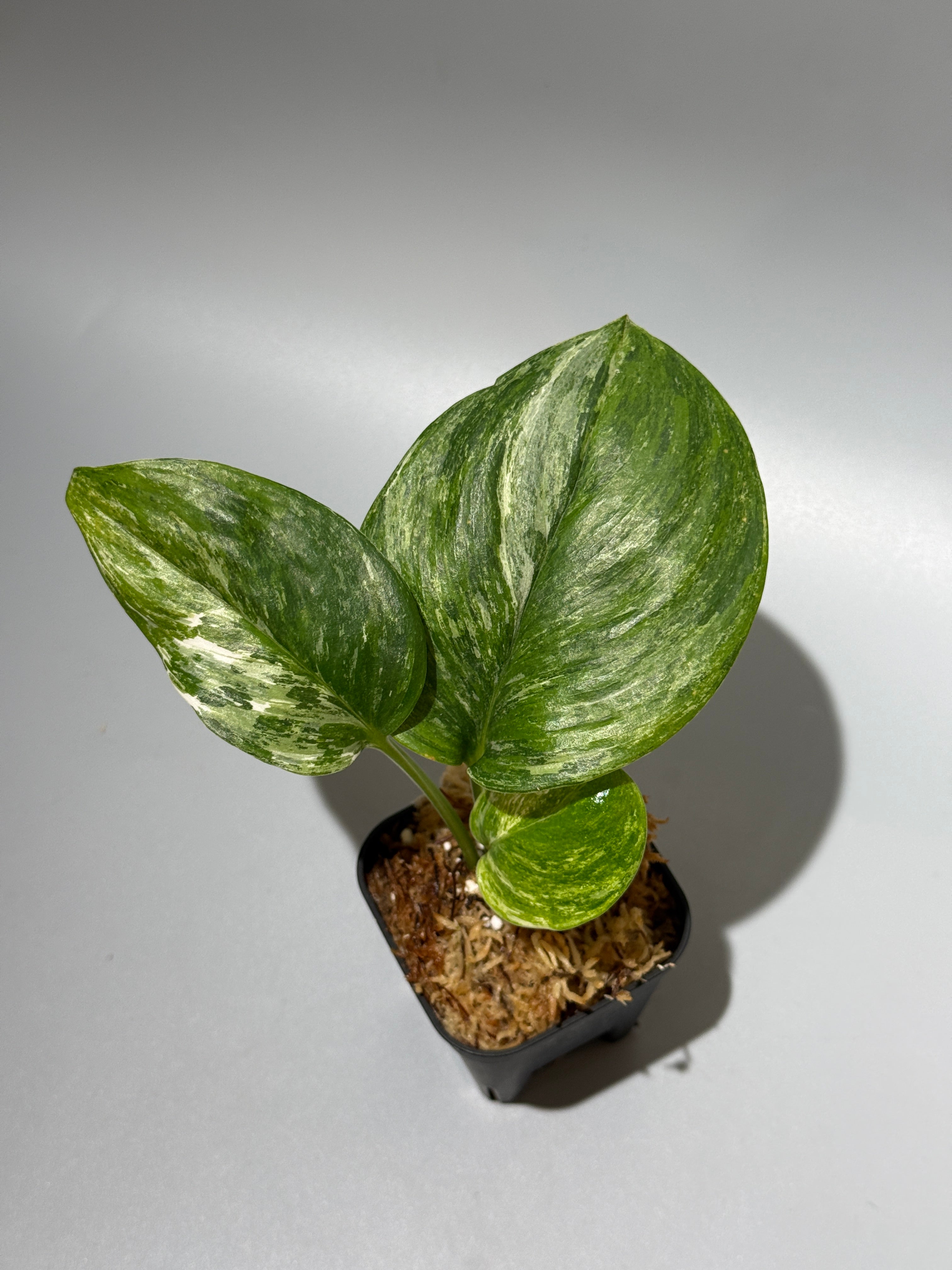 スキンダプサス アポラキ ラカンビニ　L6 All Plants – Nakayama-Plants