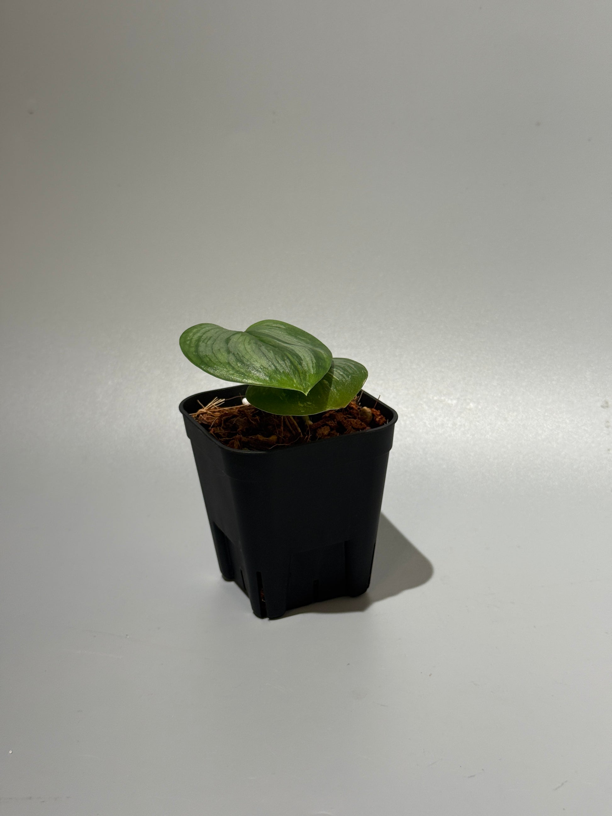 スキンダプサス ルビコン 斑入り  / Scindapsus Rubicon var.  (1)
