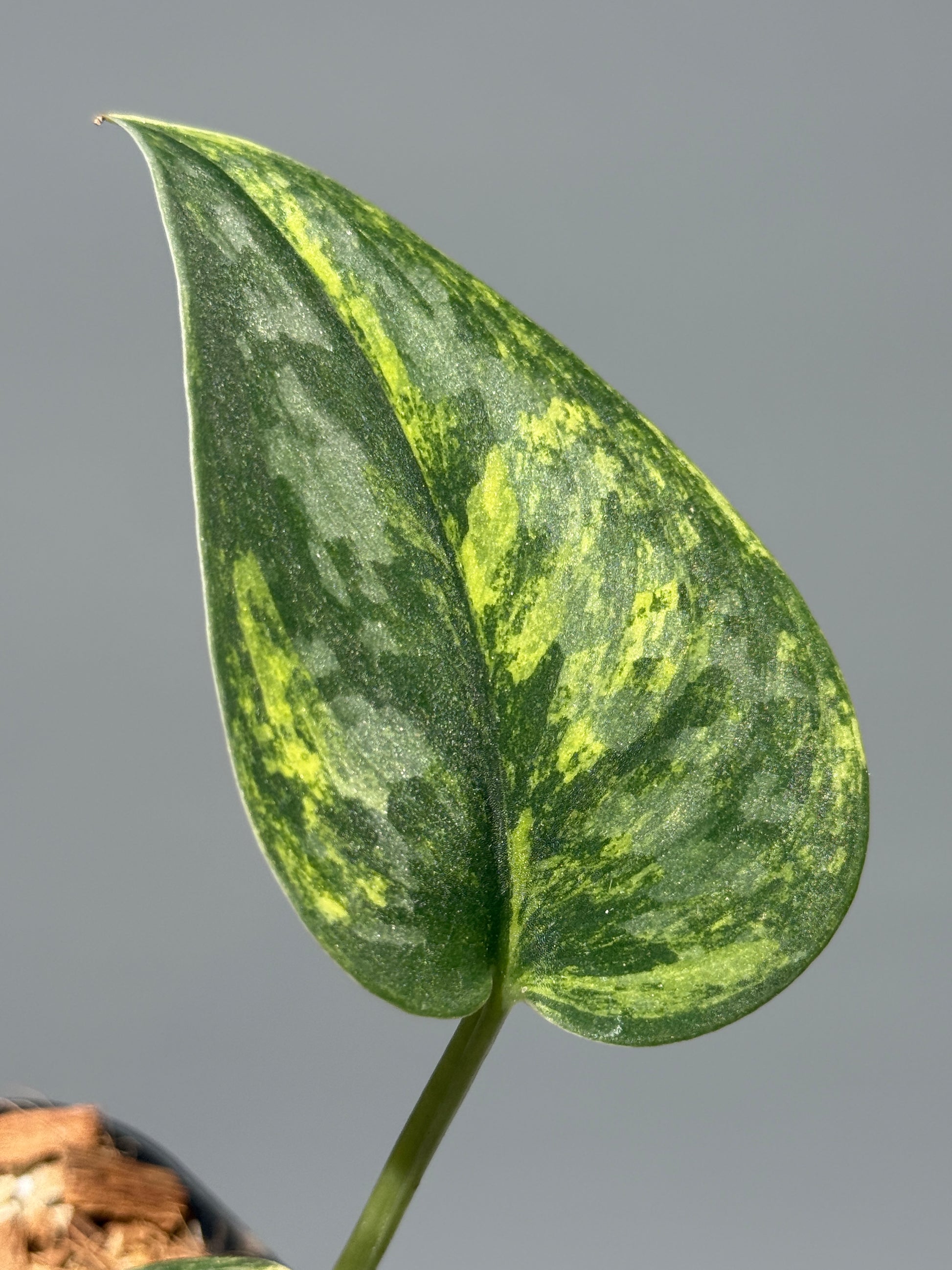 スキンダプサス グリーン ダイヤモンド / Scindapsus Green diamond (1)