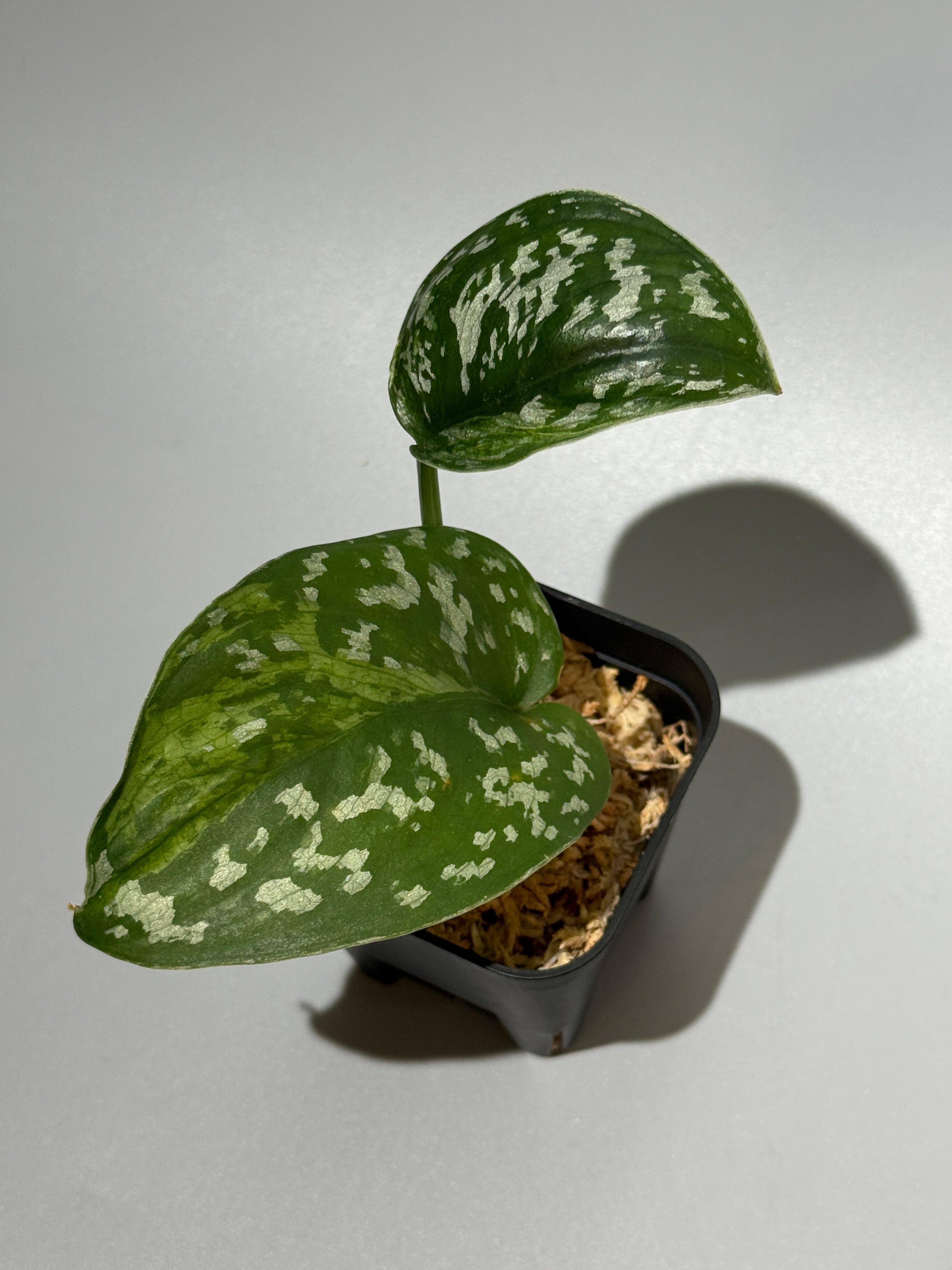 スキンダプサス シンガワン / Scindapsus Singawang (1) – Nakayama-Plants