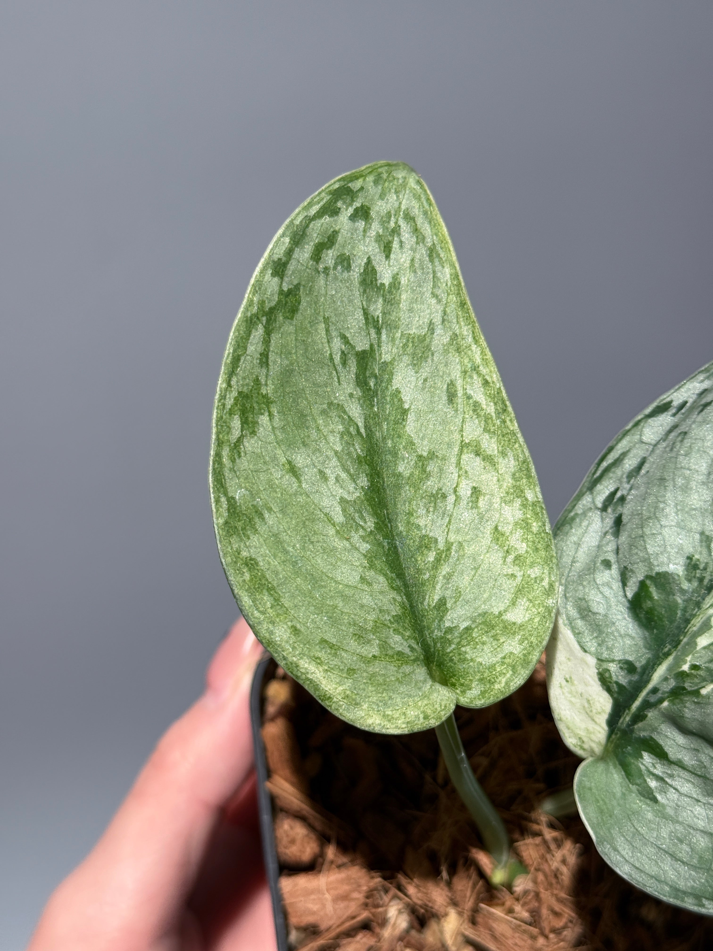 スキンダプサス ニルマラ / Scindapsus nirmala (1) – Nakayama-Plants