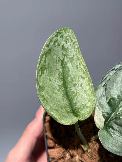 スキンダプサス ニルマラ / Scindapsus nirmala (1)