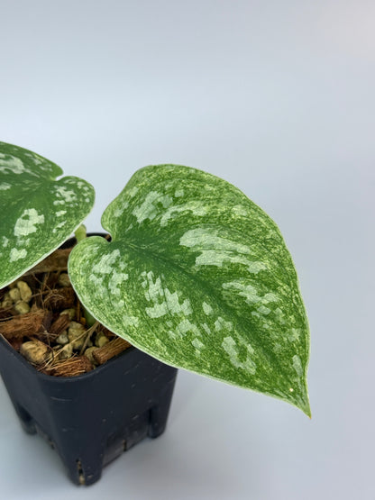 スキンダプサス ネビュラ / Scindapsus Nebula (2)