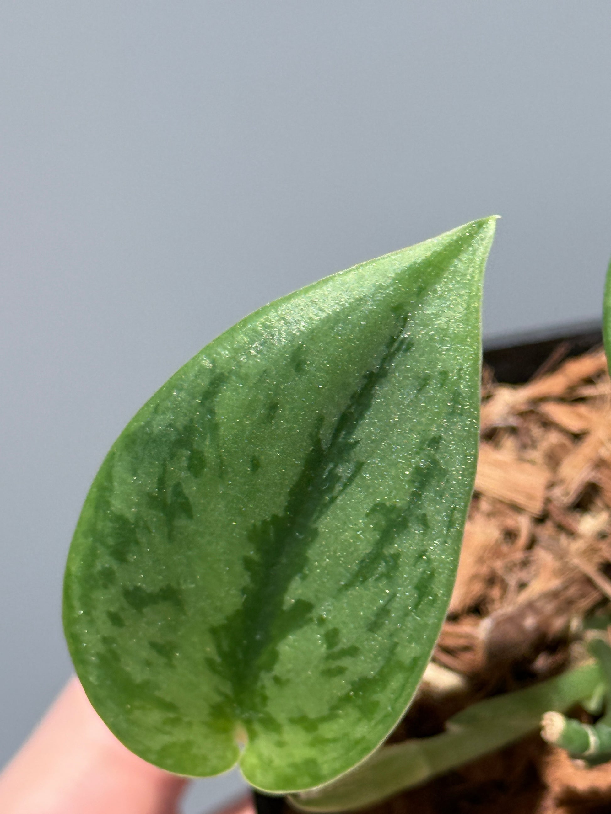 スキンダプサス グリーン アーミー / Scindapsus Green army (1)