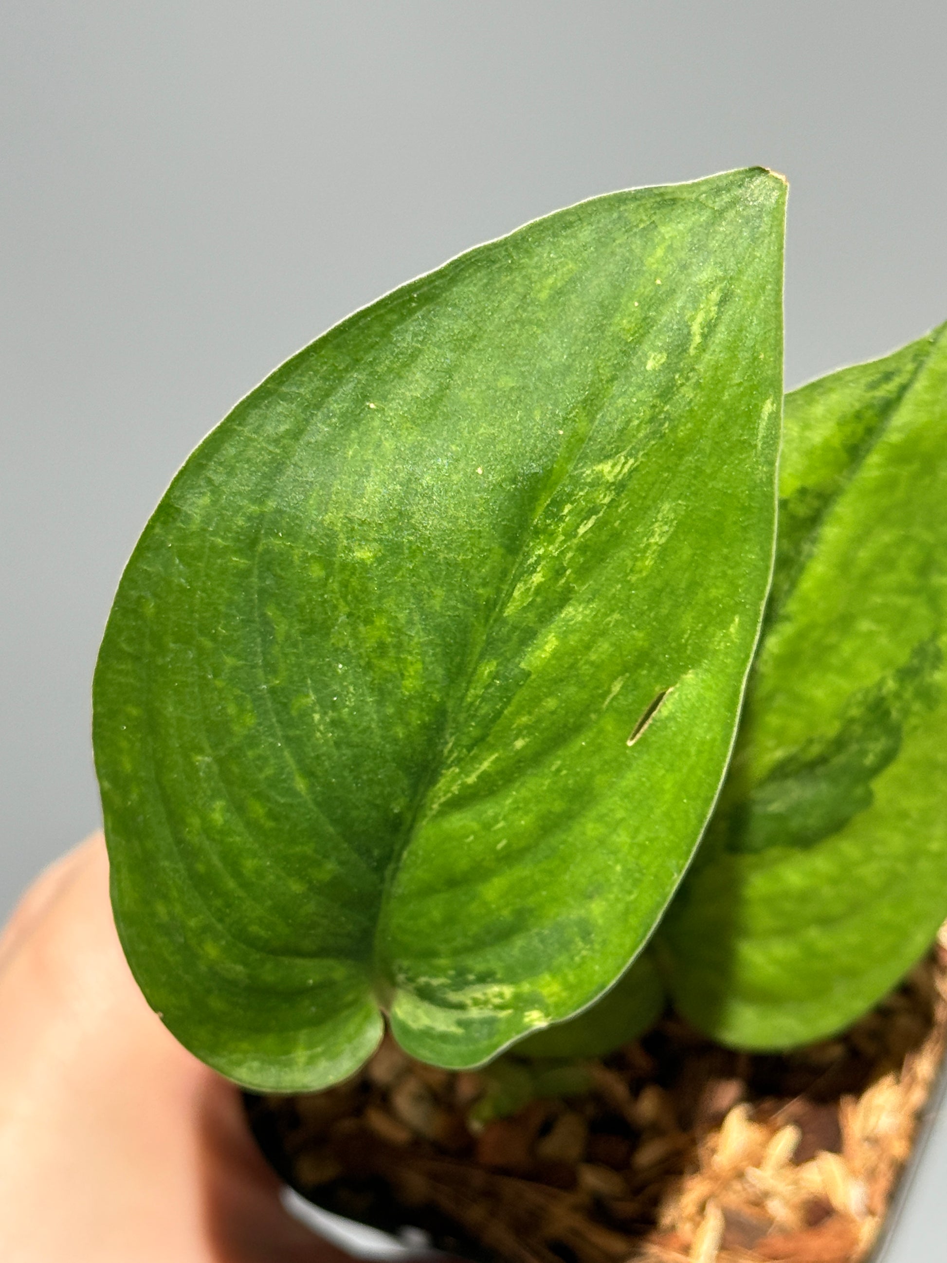 スキンダプサス レオパード グリーンオングリーン / Scindapsus Leopard GOG (1)