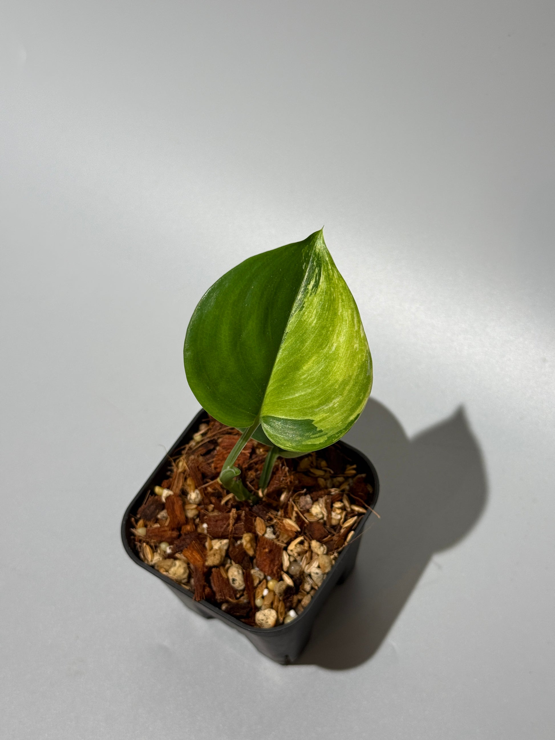 スキンダプサス ルビコン 斑入り  / Scindapsus Rubicon var.  (1)