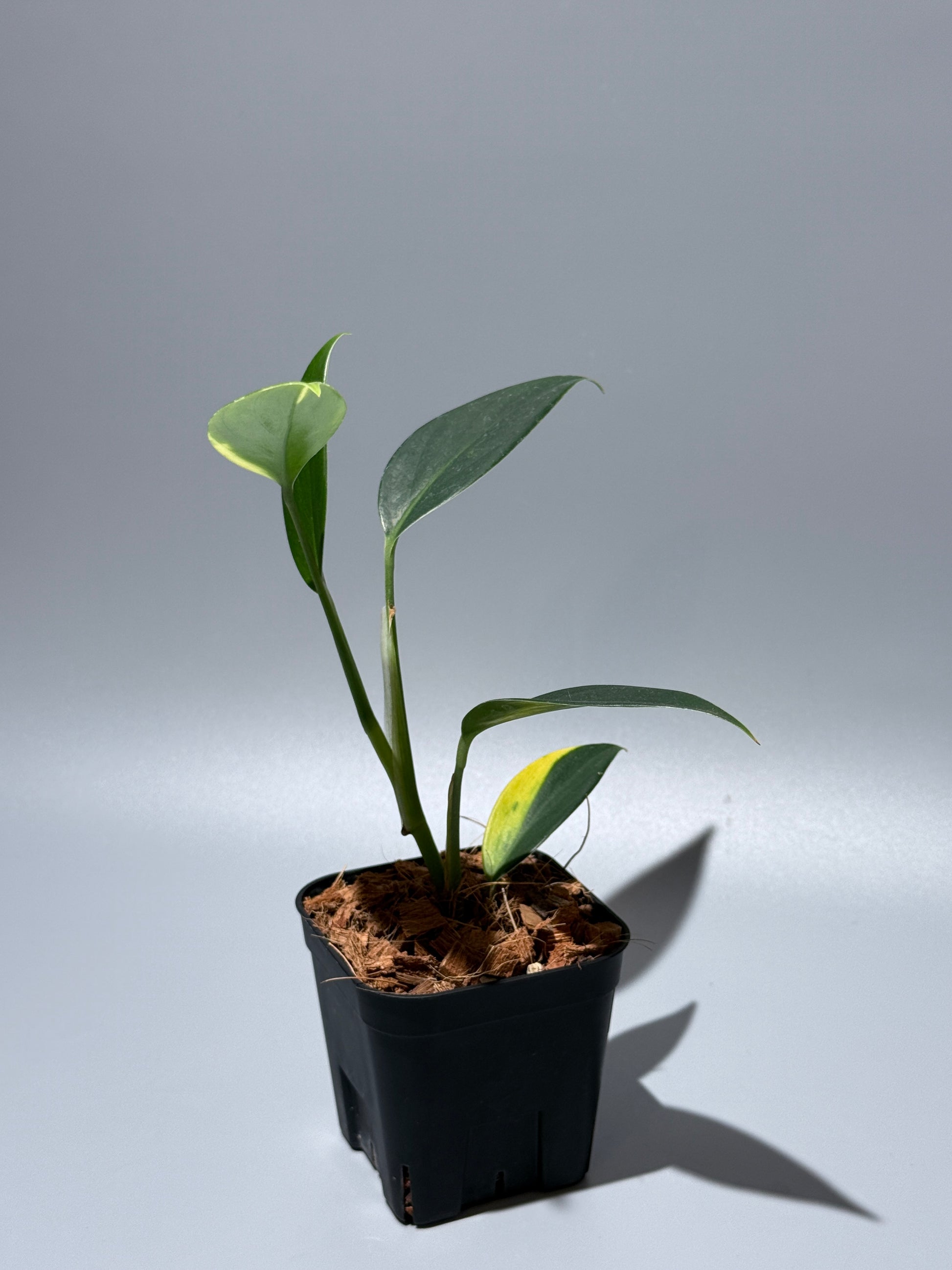 スキンダプサス コリアセウス イエロー / Scindapsus coriaceus yellow (2)