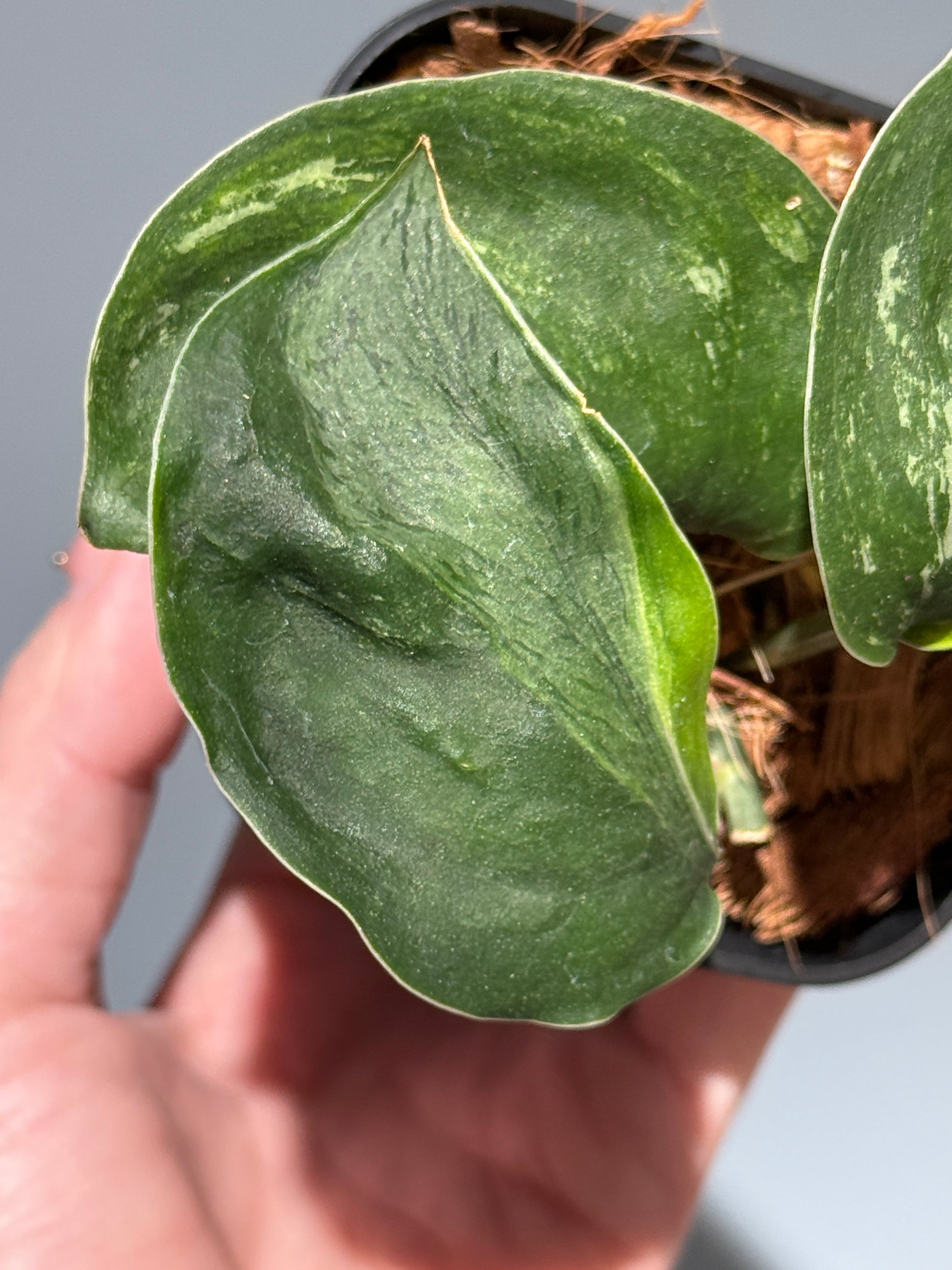 スキンダプサス シルバースプラッシュ ミューテーション/ Scindapsus Silver splash mutation  (1)