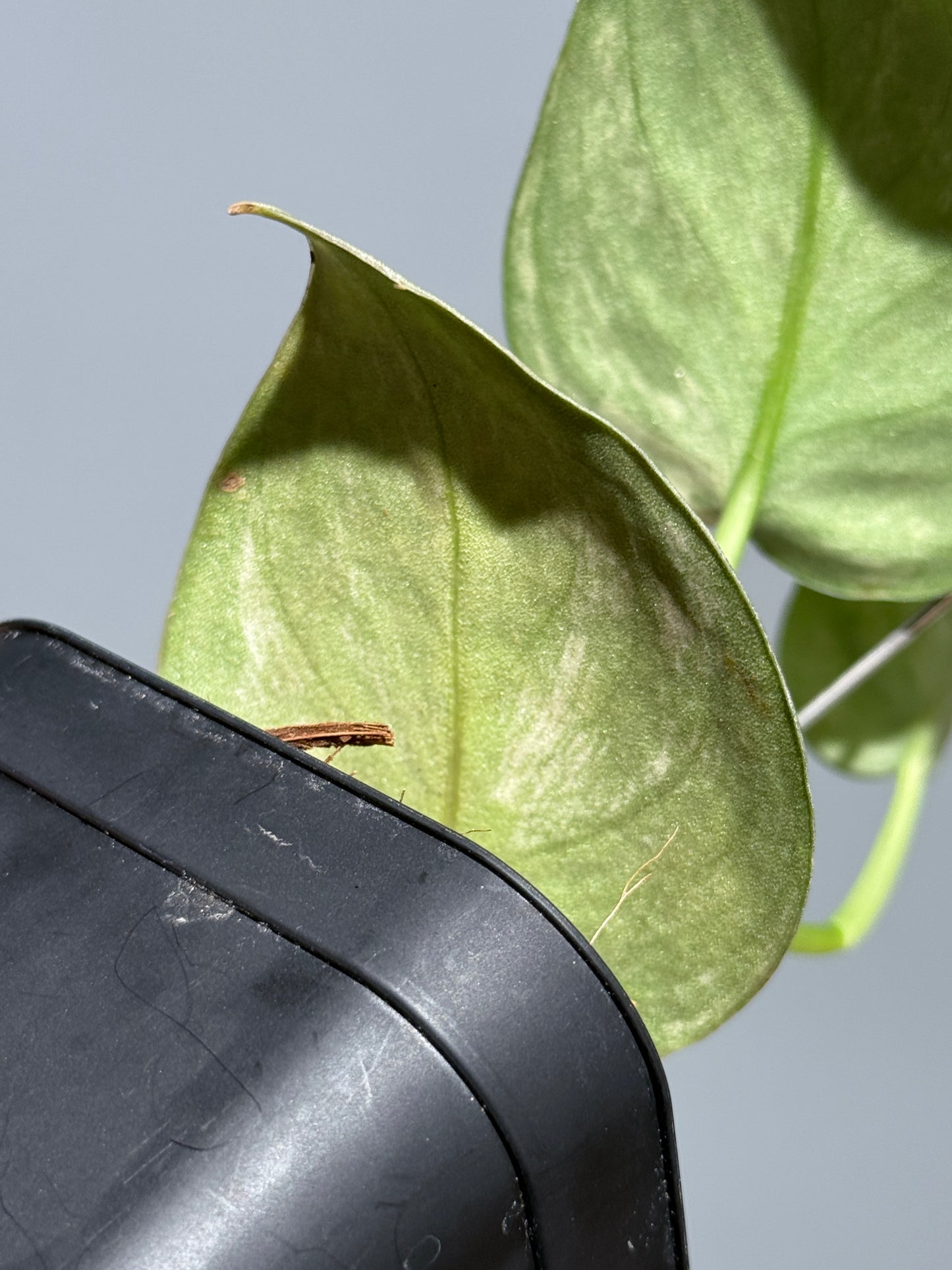 スキンダプサス バクダパティ / Scindapsus bakudapati (1)