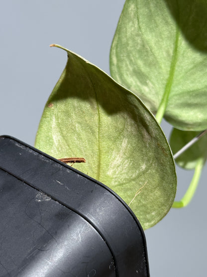 スキンダプサス バクダパティ / Scindapsus bakudapati (1)