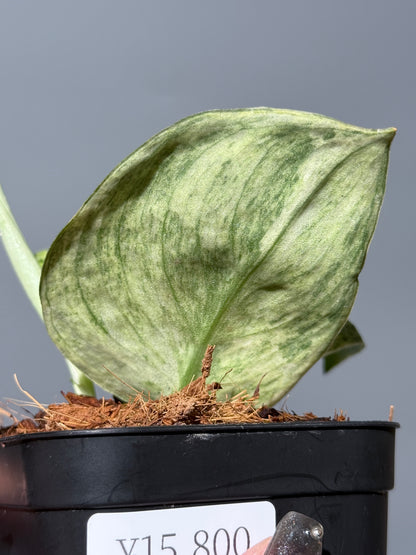 スキンダプサス テンバガ  / Scindapsus Tembaga (2)