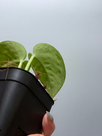 スキンダプサス シルバーレディ / Scindapsus silver lady (4)