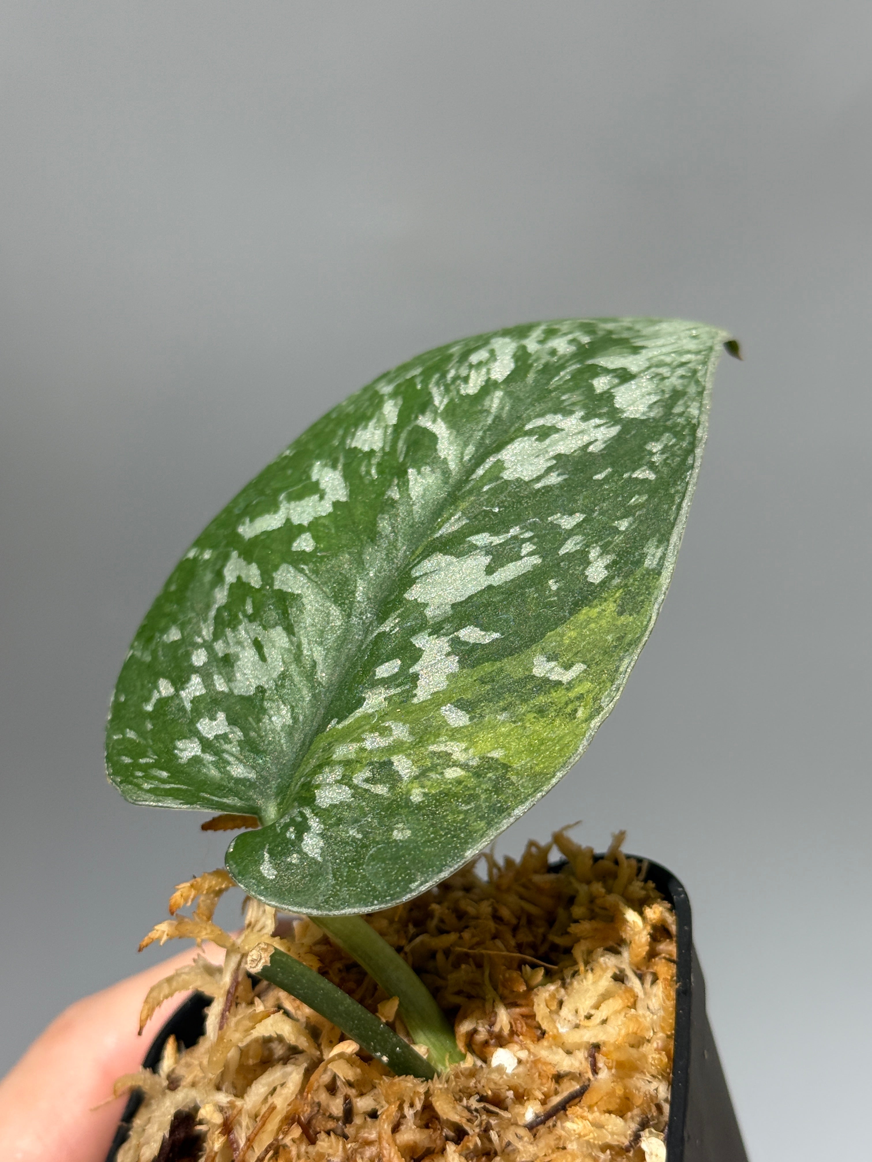 All Plants – Page 2 – Nakayama-Plants
