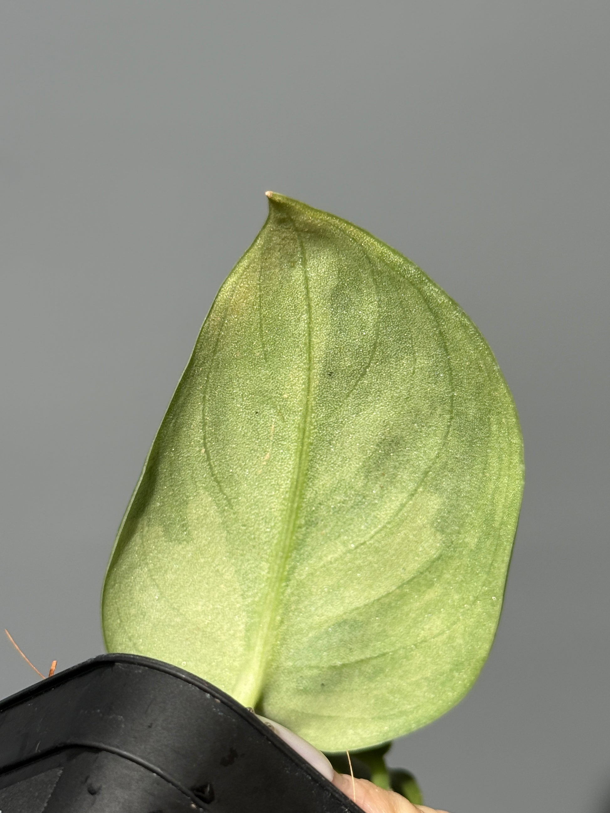 スキンダプサス グリーン エキゾチカ グリーオングリーン Sp.カプアス / Scindapsus Exotica GOG Sp.Kapuas (1)