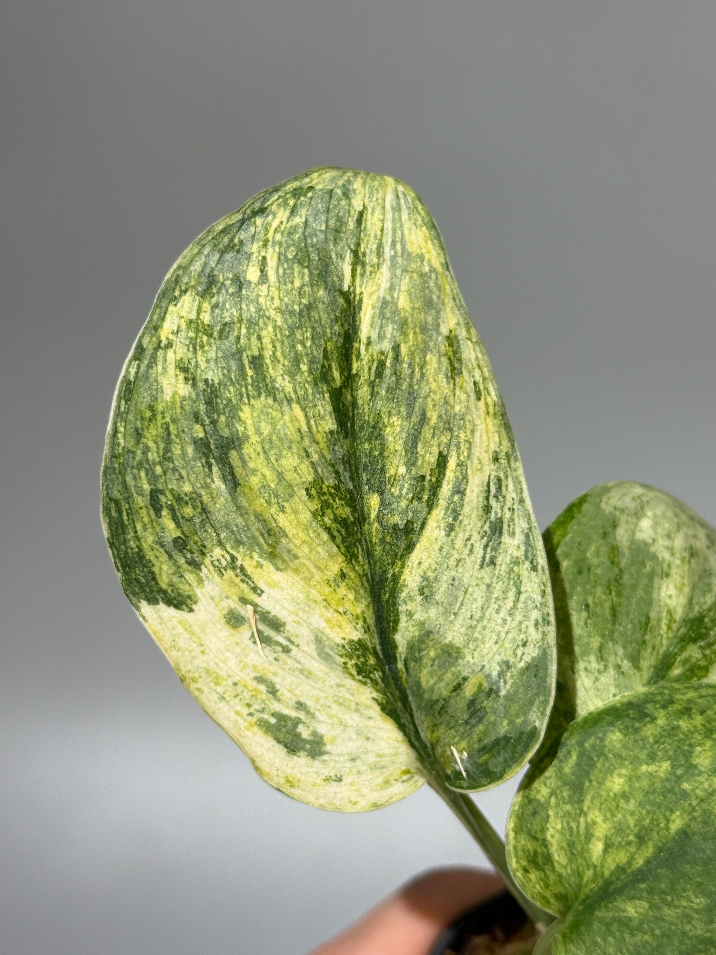 All Plants – Page 2 – Nakayama-Plants