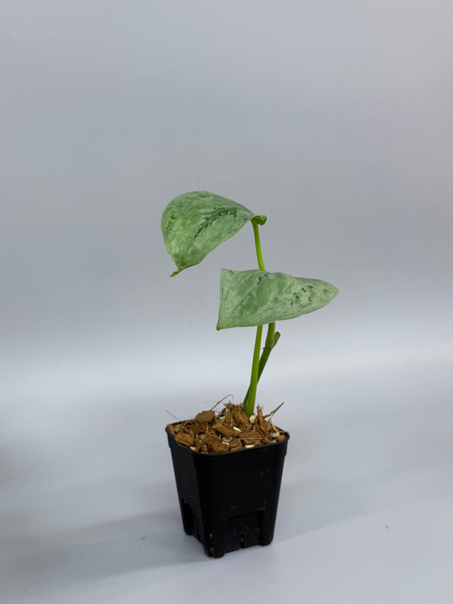 スキンダプサス sp.ジャンビ / Scindapsus sp.jambi (2)