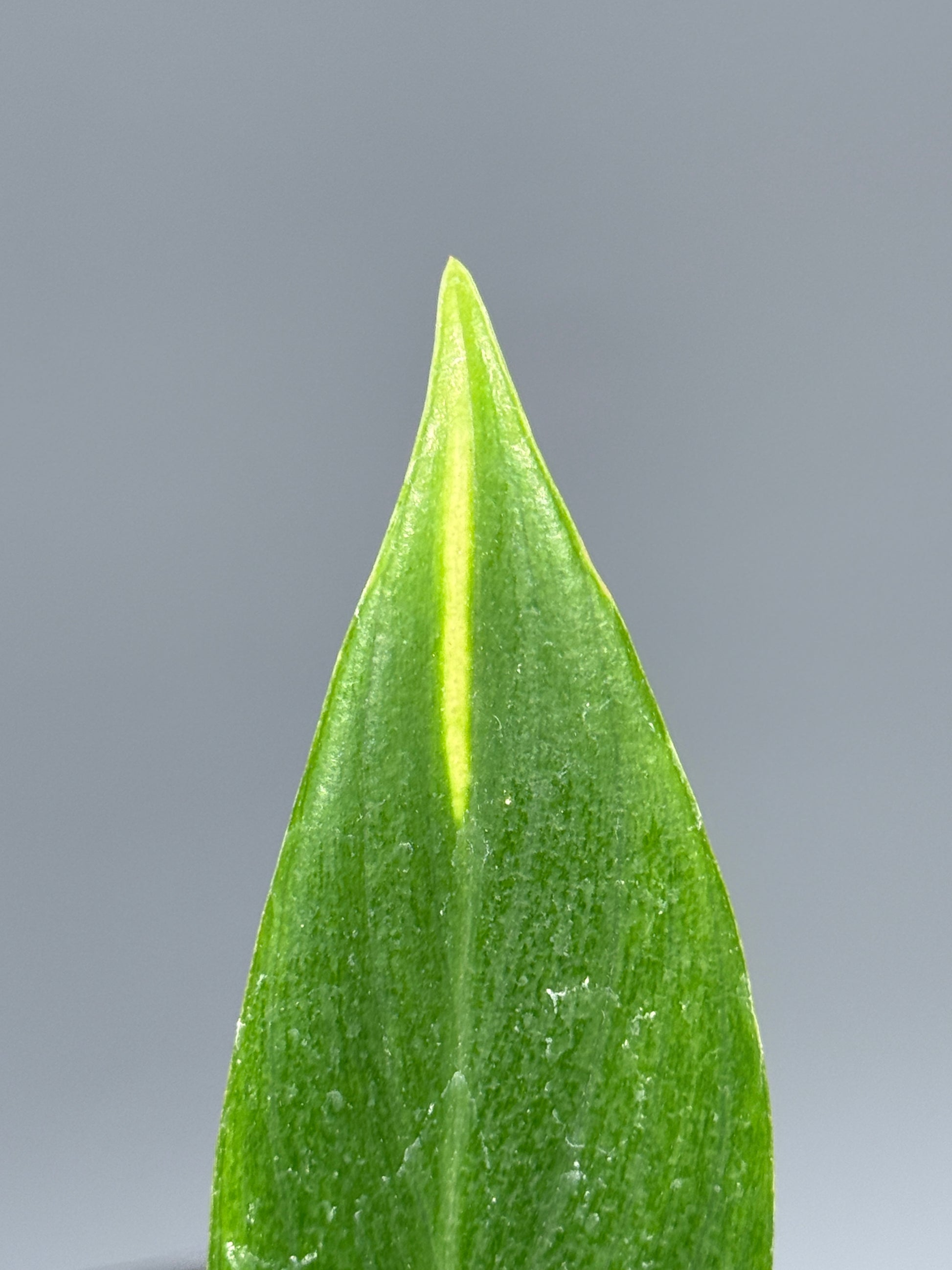 スキンダプサス コリアセウス イエロー / Scindapsus coriaceus yellow (2)