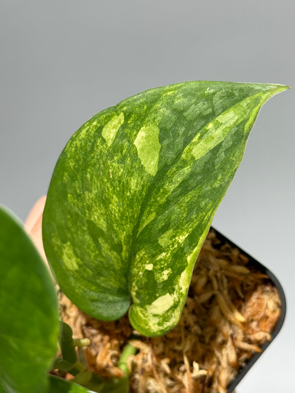 スキンダプサス エキゾチカ イエロームーン  / Scindapsus Exotica yellow moon (1)