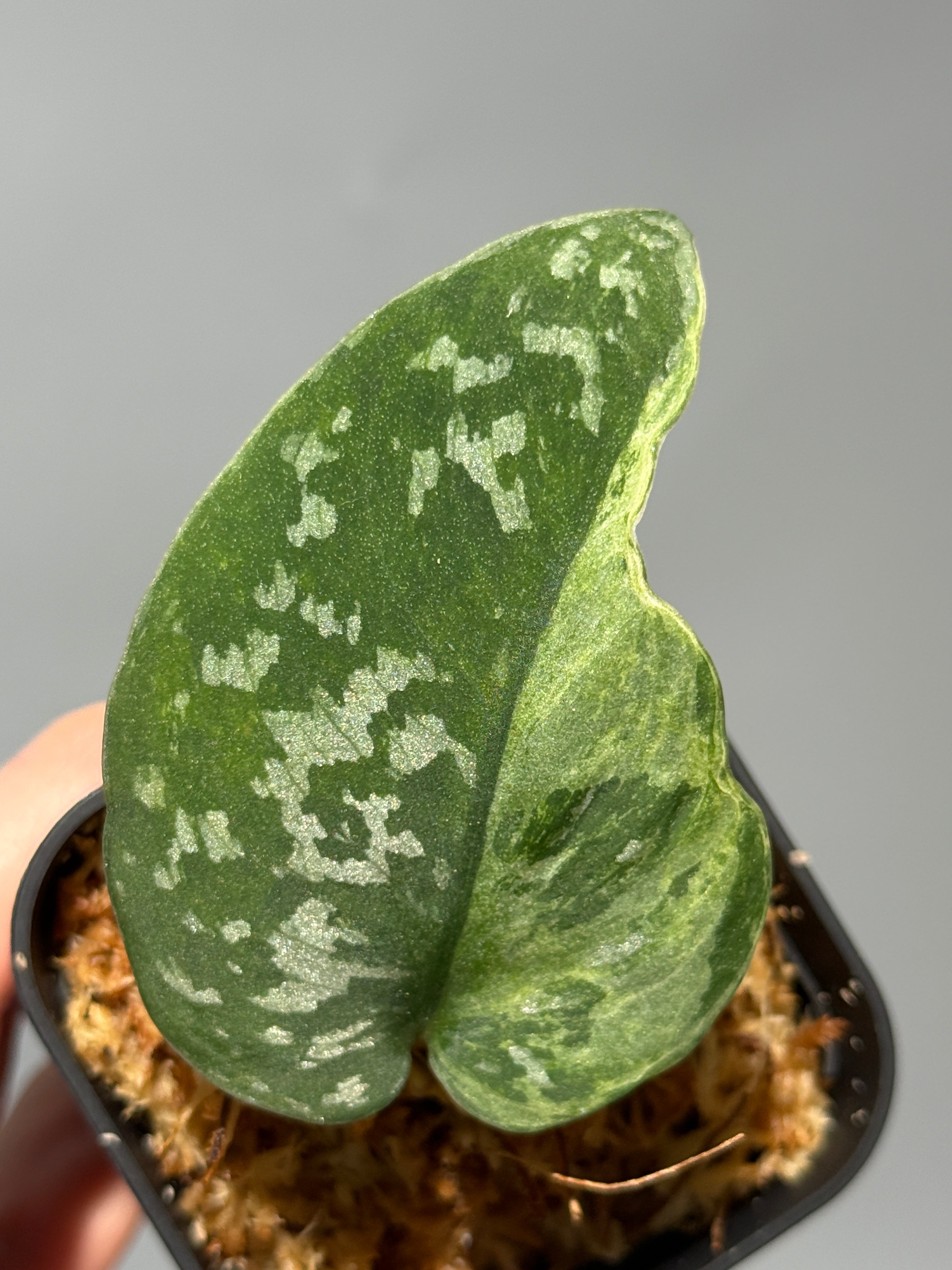 All Plants – Page 2 – Nakayama-Plants