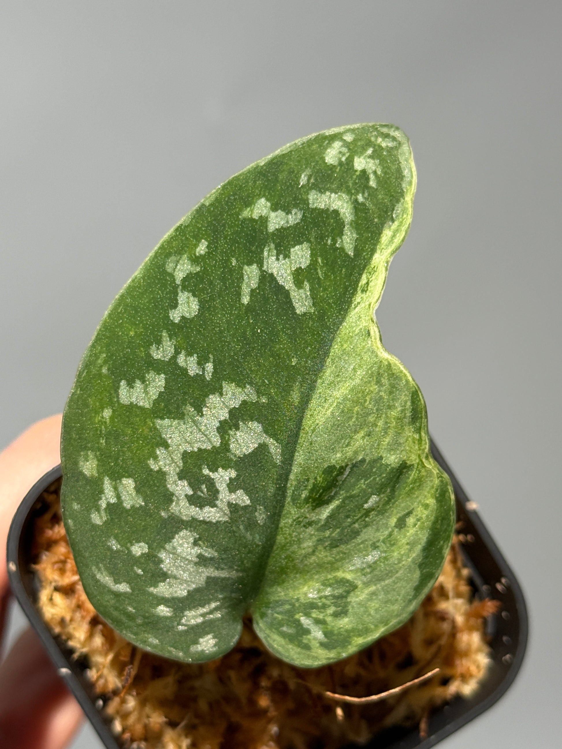 スキンダプサス アルギレウス NoID / Scindapsus Argyleus NoID (1)