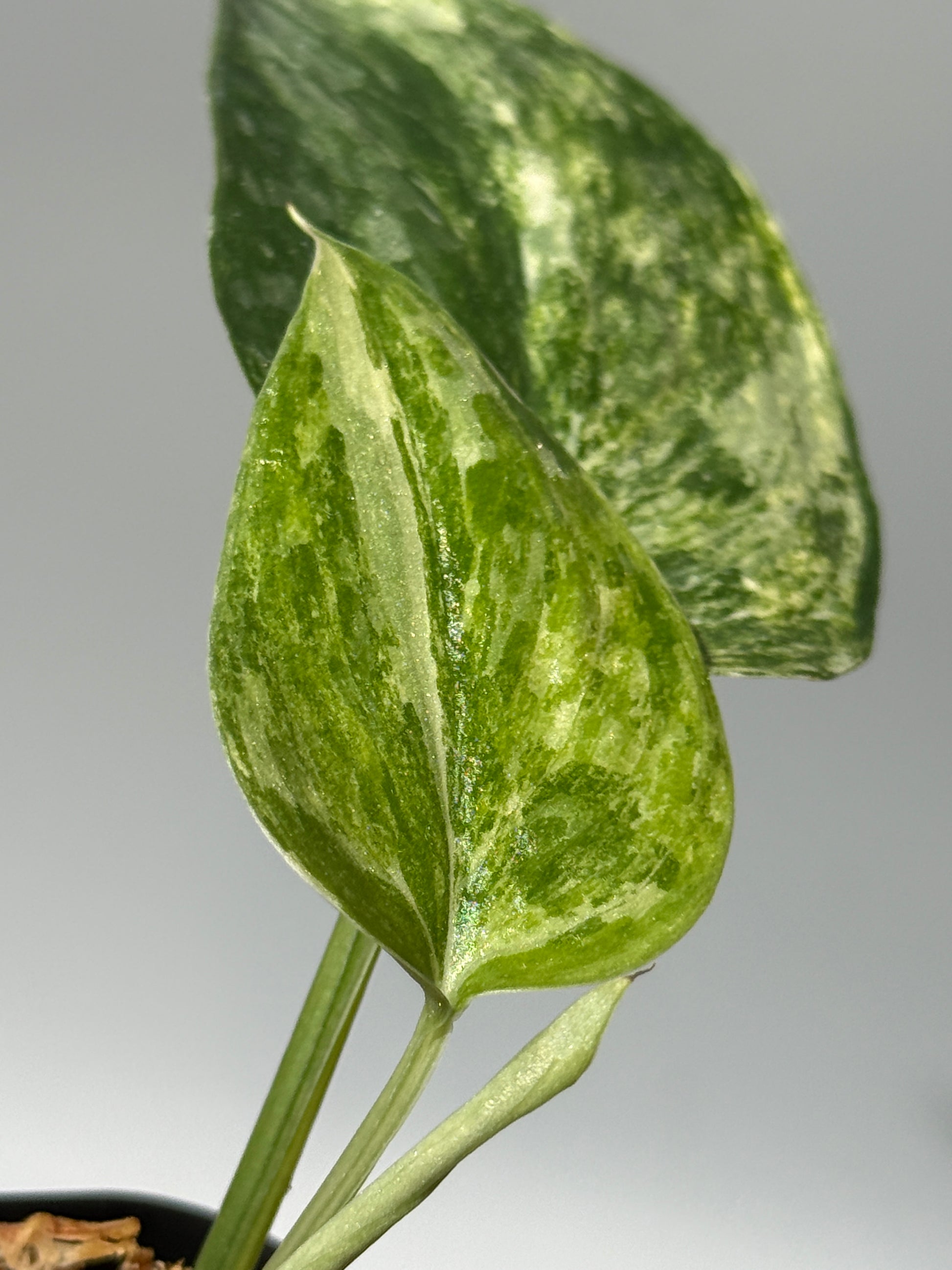 スキンダプサス エキゾチカ カーリー トリカラー  / Scindapsus Exotica curly toricolor (1)