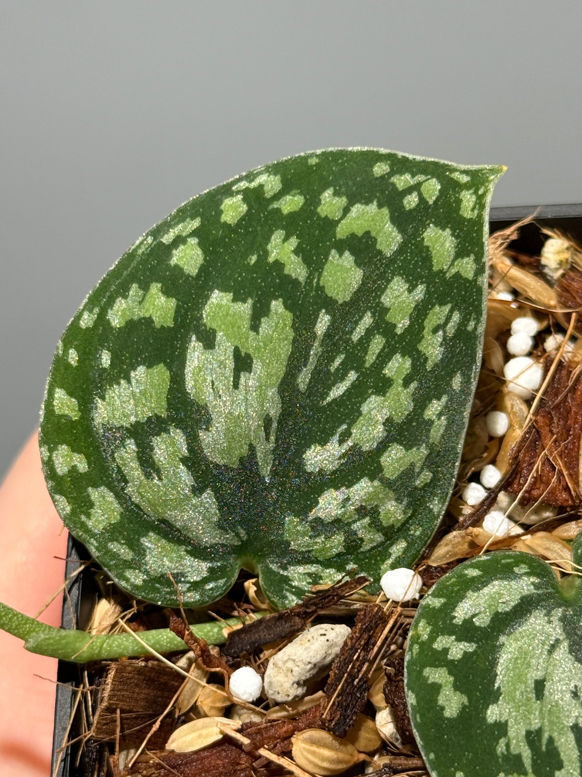 スキンダプサス トリカラー / Scindapsus tricolor (1)