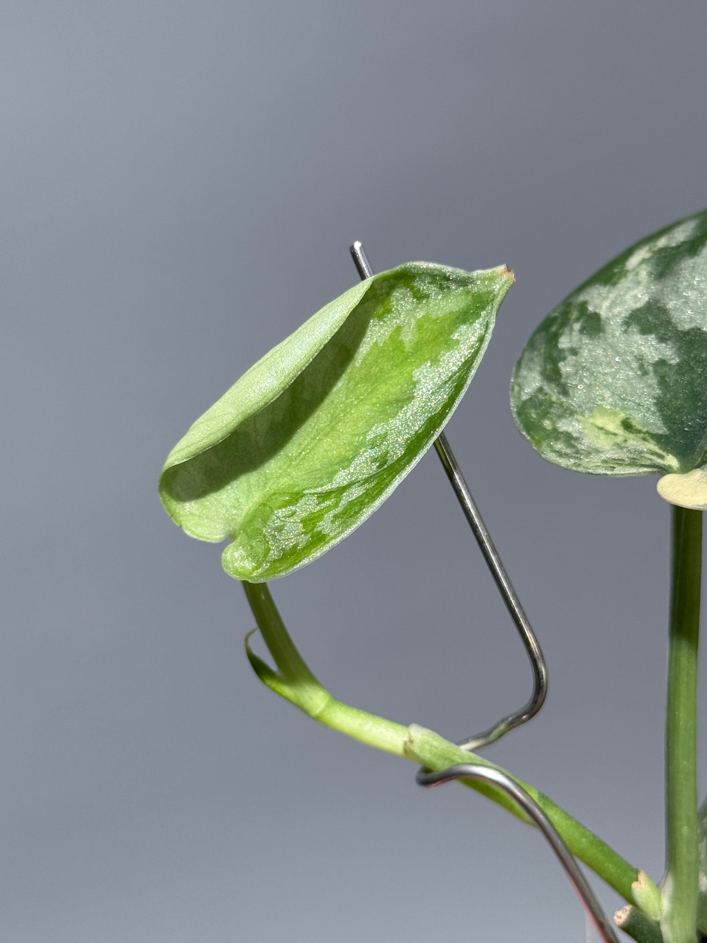 スキンダプサス バクダパティ / Scindapsus bakudapati (1)