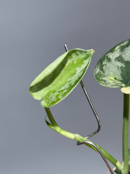 スキンダプサス バクダパティ / Scindapsus bakudapati (1)