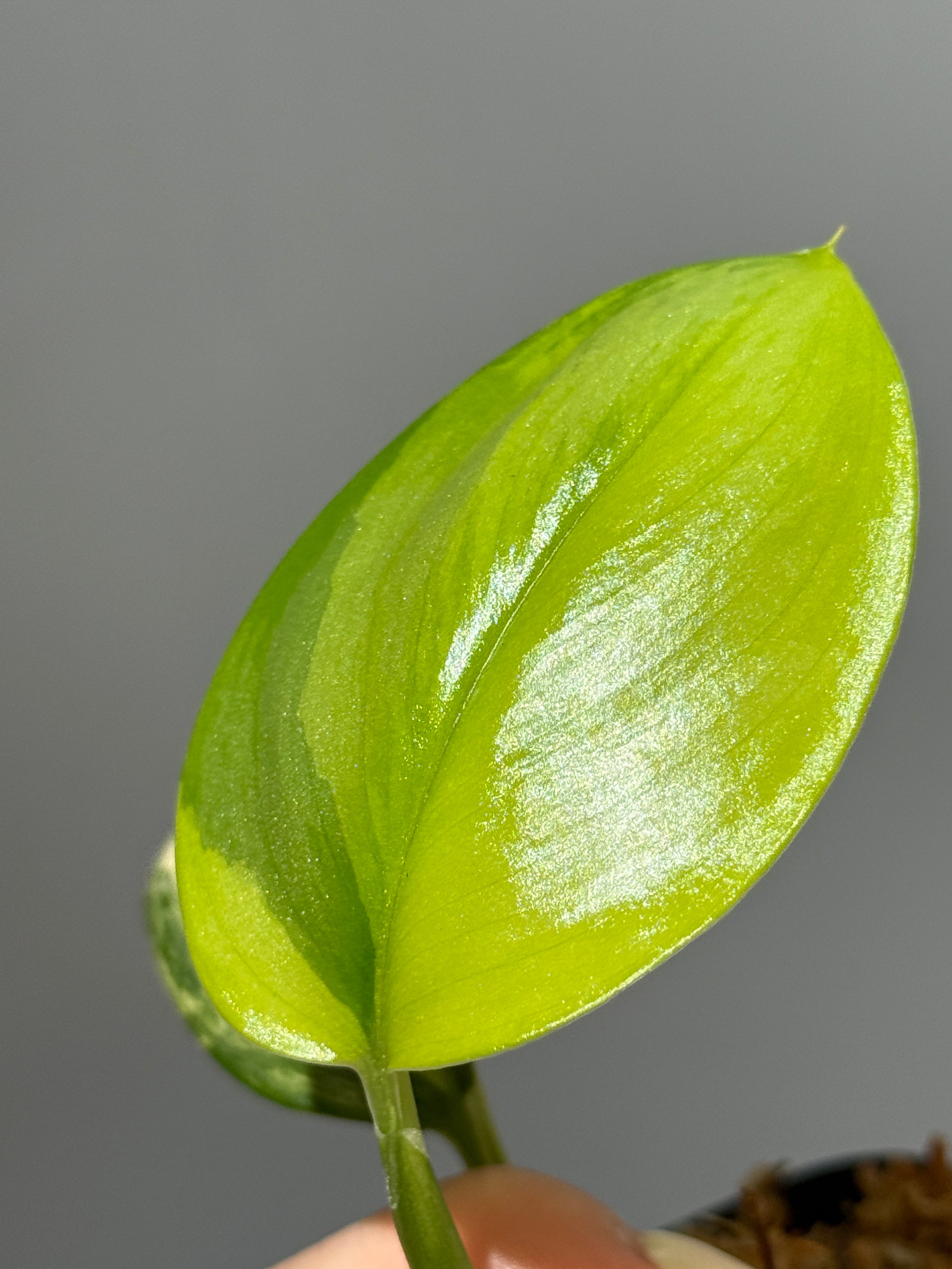 スキンダプサス ルビコン オーレア  / Scindapsus rubicon aurea (1)