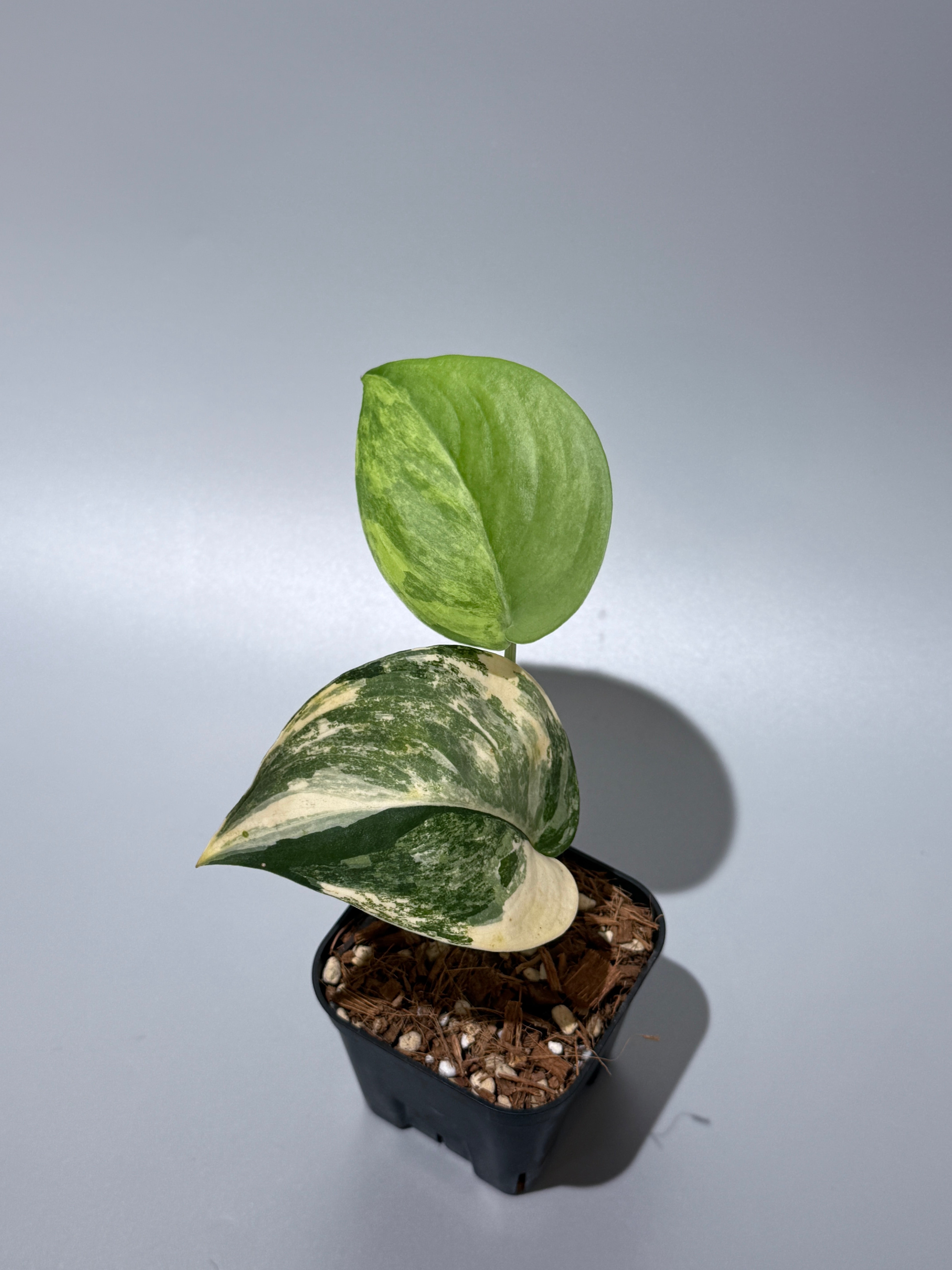 商品 – Page 3 – Nakayama-Plants