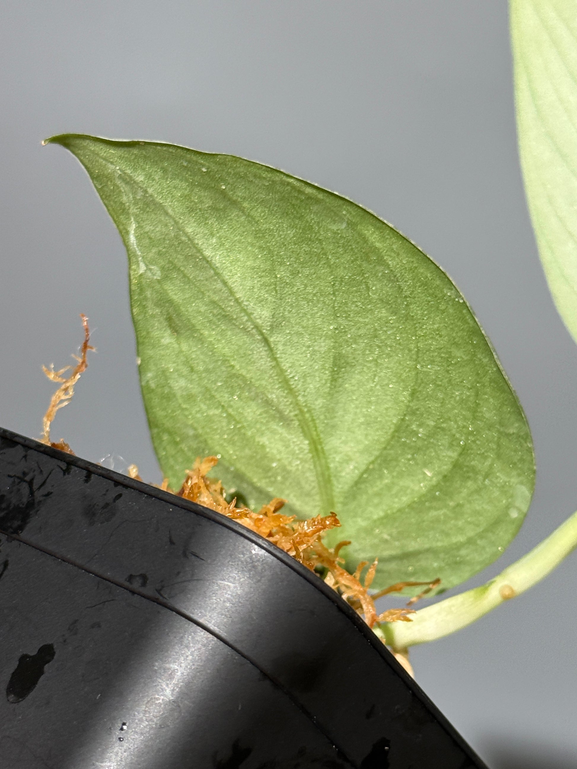 スキンダプサス グリーンベイン / Scindapsus Green vein (2)