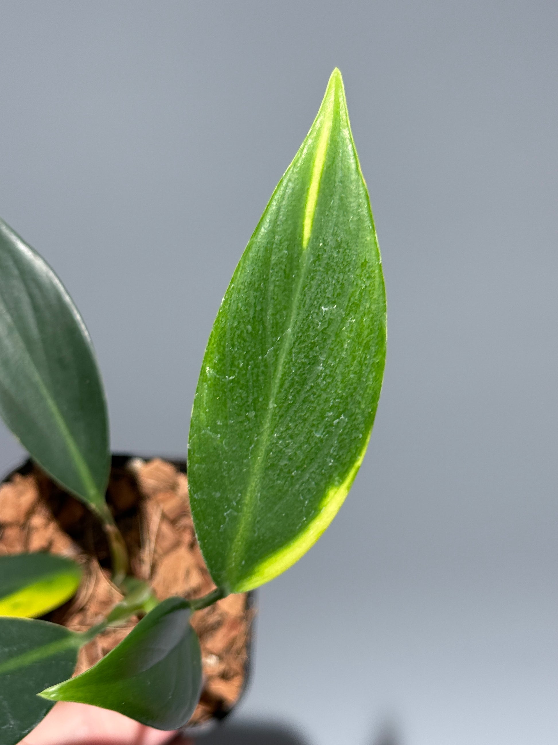 スキンダプサス コリアセウス イエロー / Scindapsus coriaceus yellow (2)