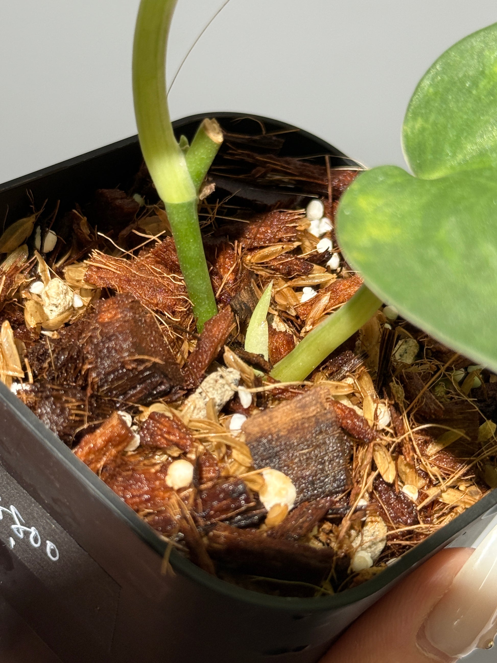 スキンダプサス グリーン エメラルド / Scindapsus green emerald (1)