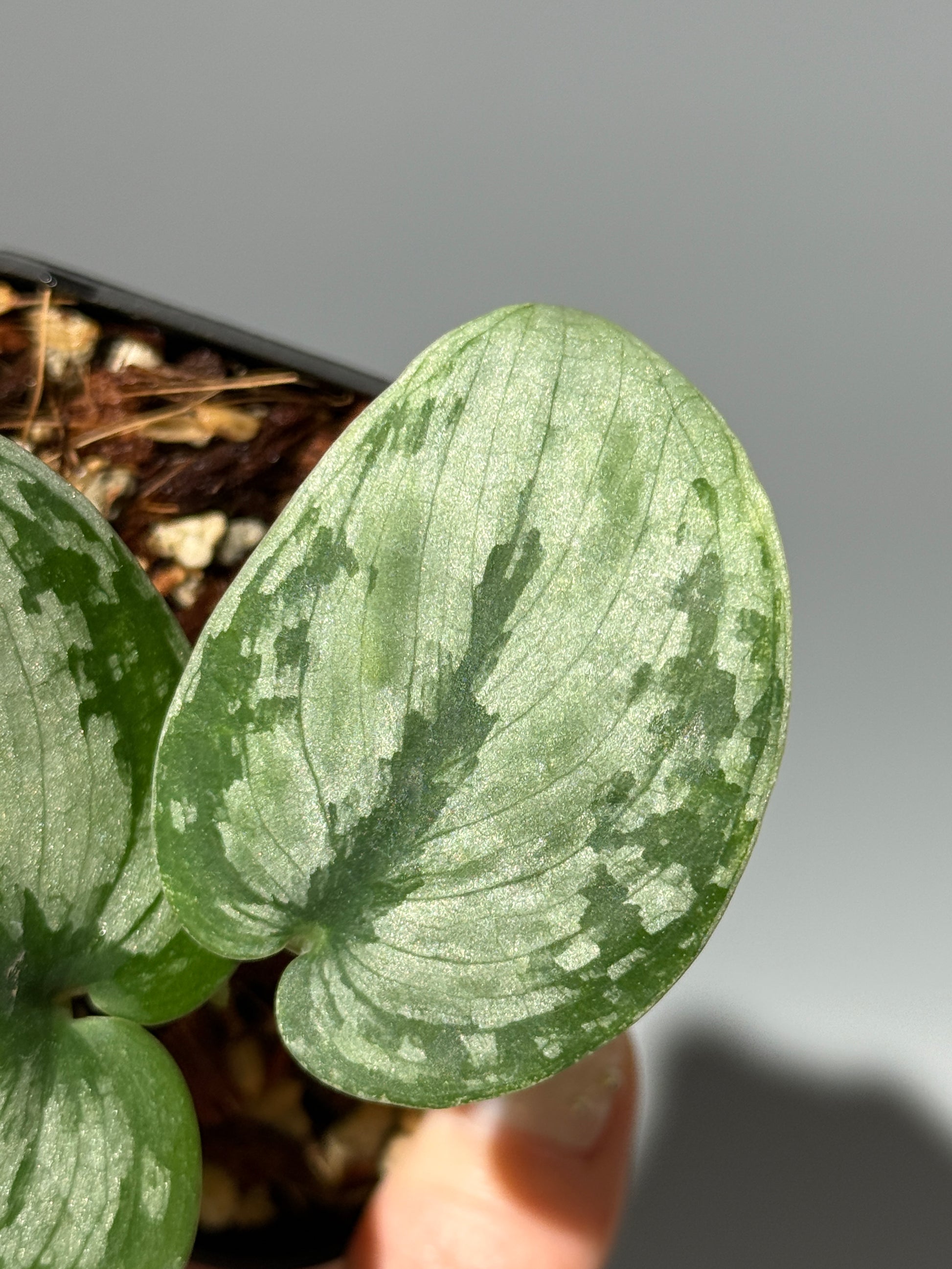 スキンダプサス ドラヤキ / Scindapsus Dorayaki (1)