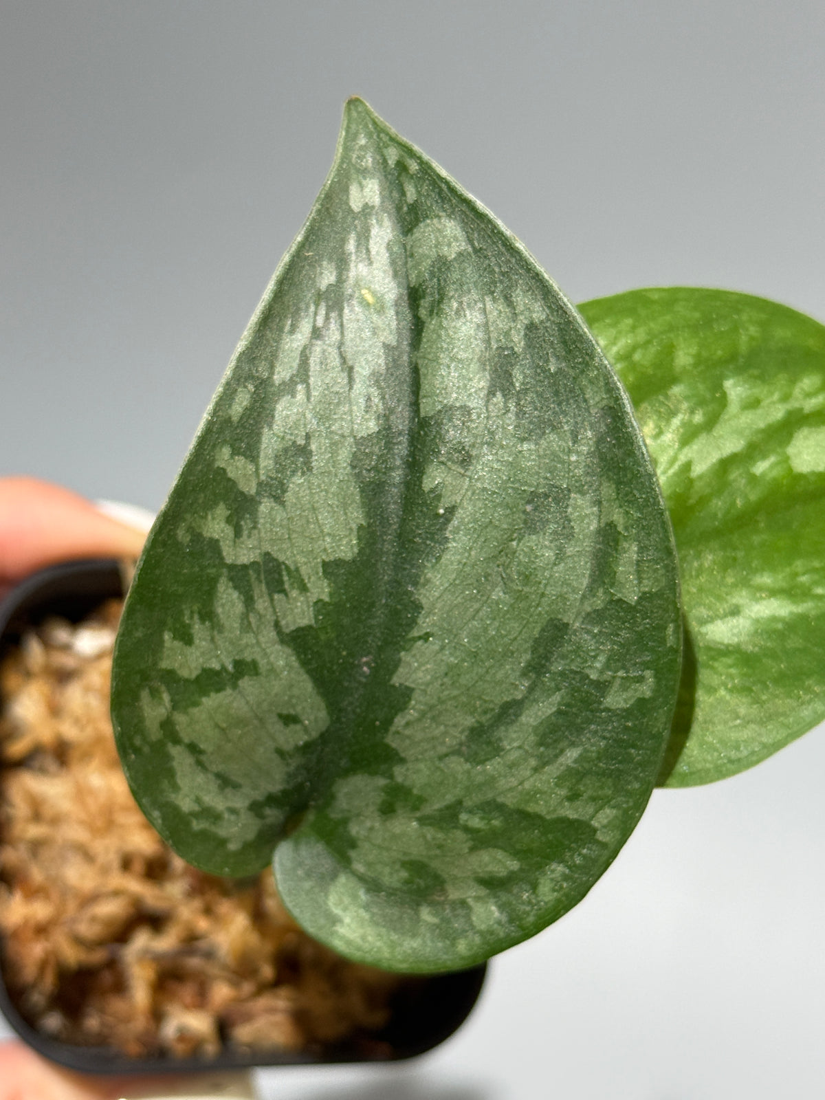 スキンダプサス Sp.サラク / Scindapsus Sp.salak (1)