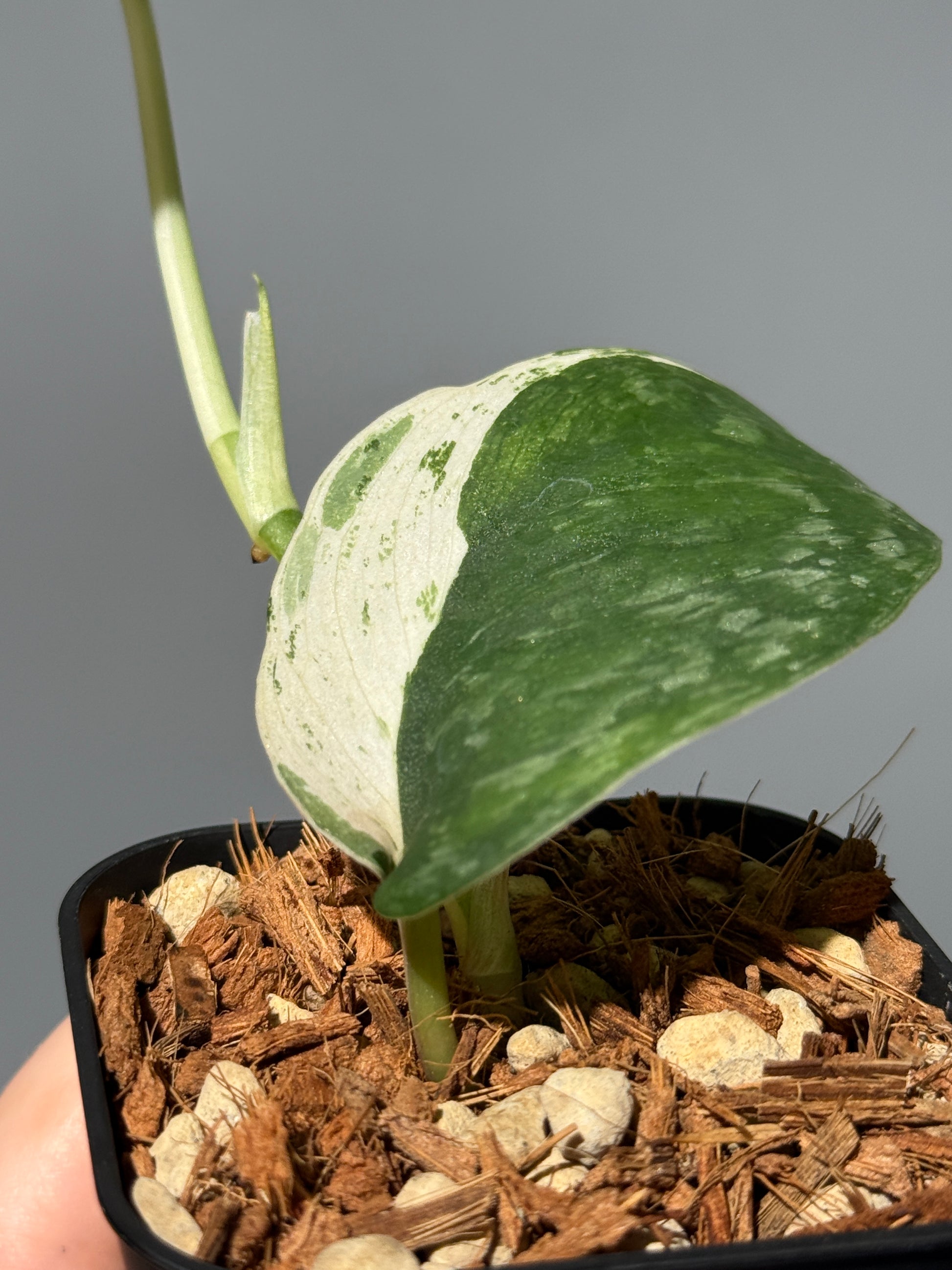 スキンダプサス サラマウント  / Scindapsus salamount   (1)