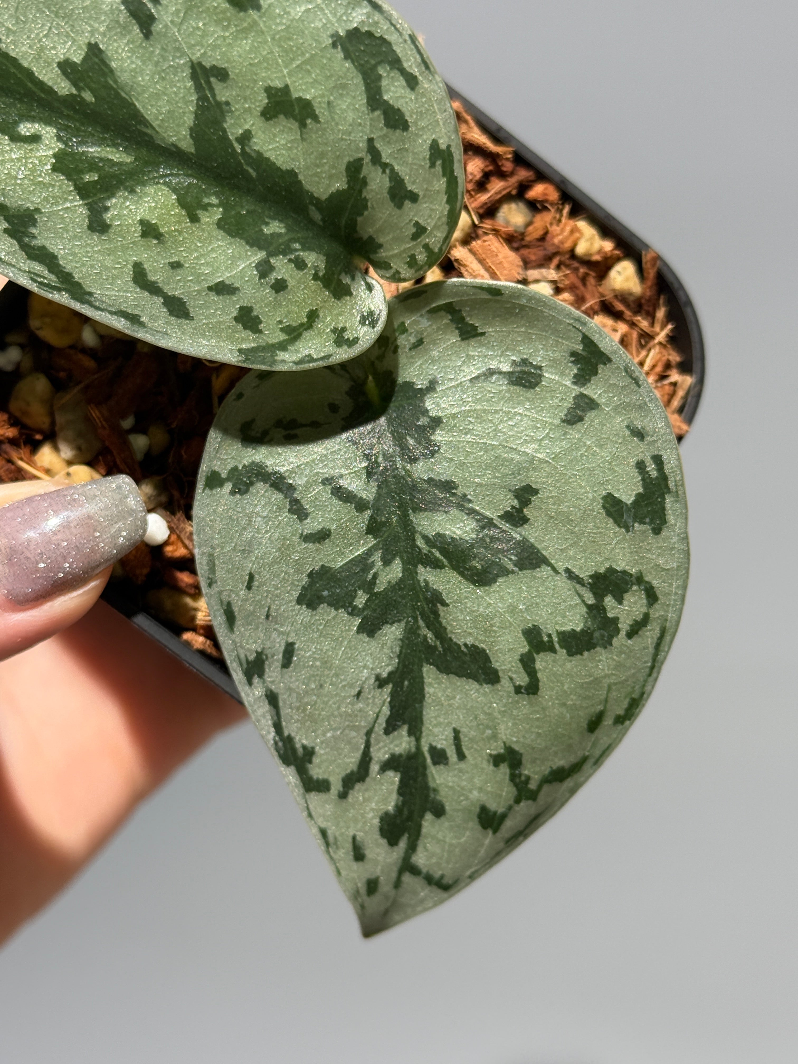 All Plants – Nakayama-Plants