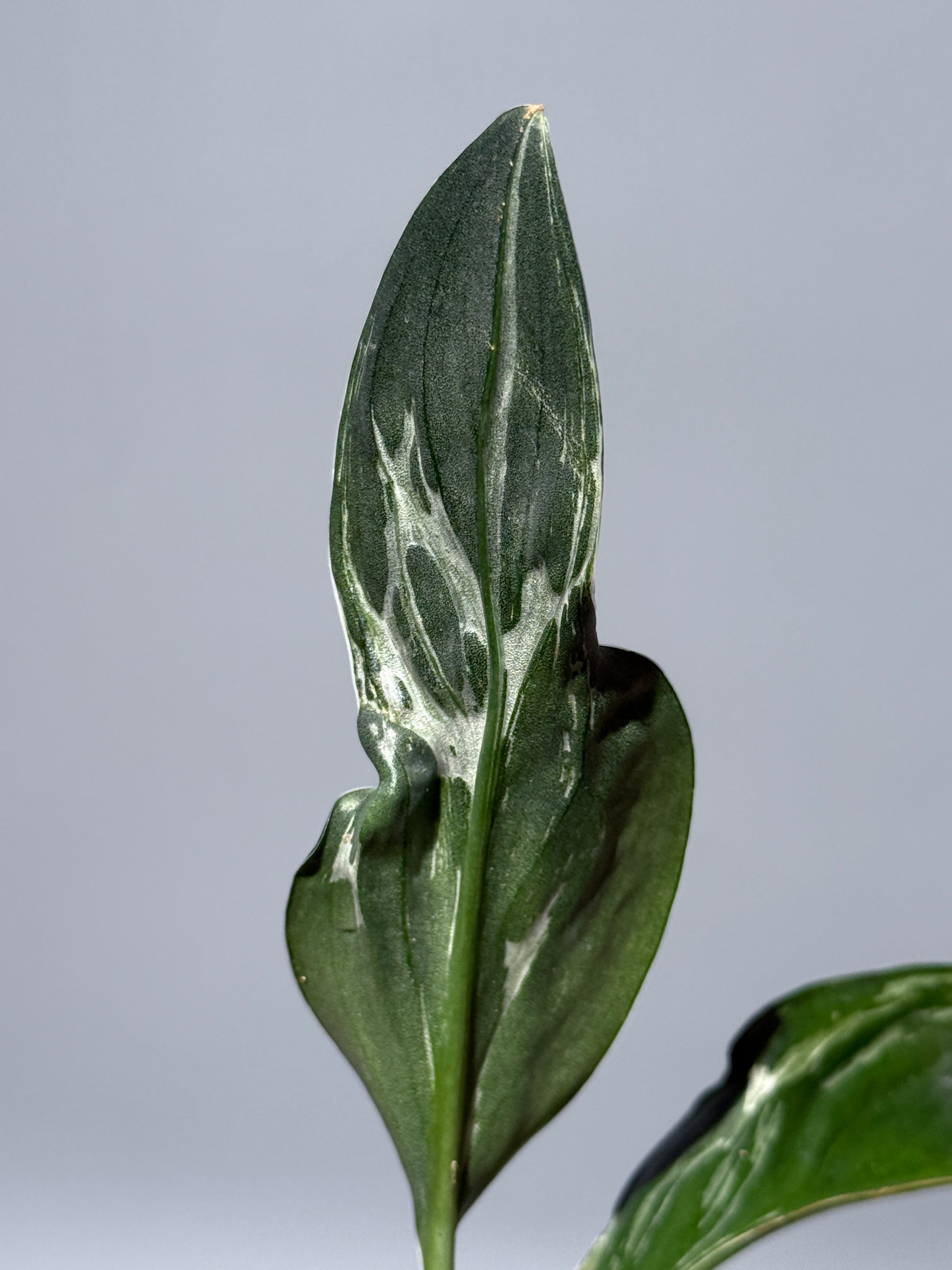 スキンダプサス トレビー ダークフォーム ミューテーション/Scindapsus Treubii darkform mutation (2)